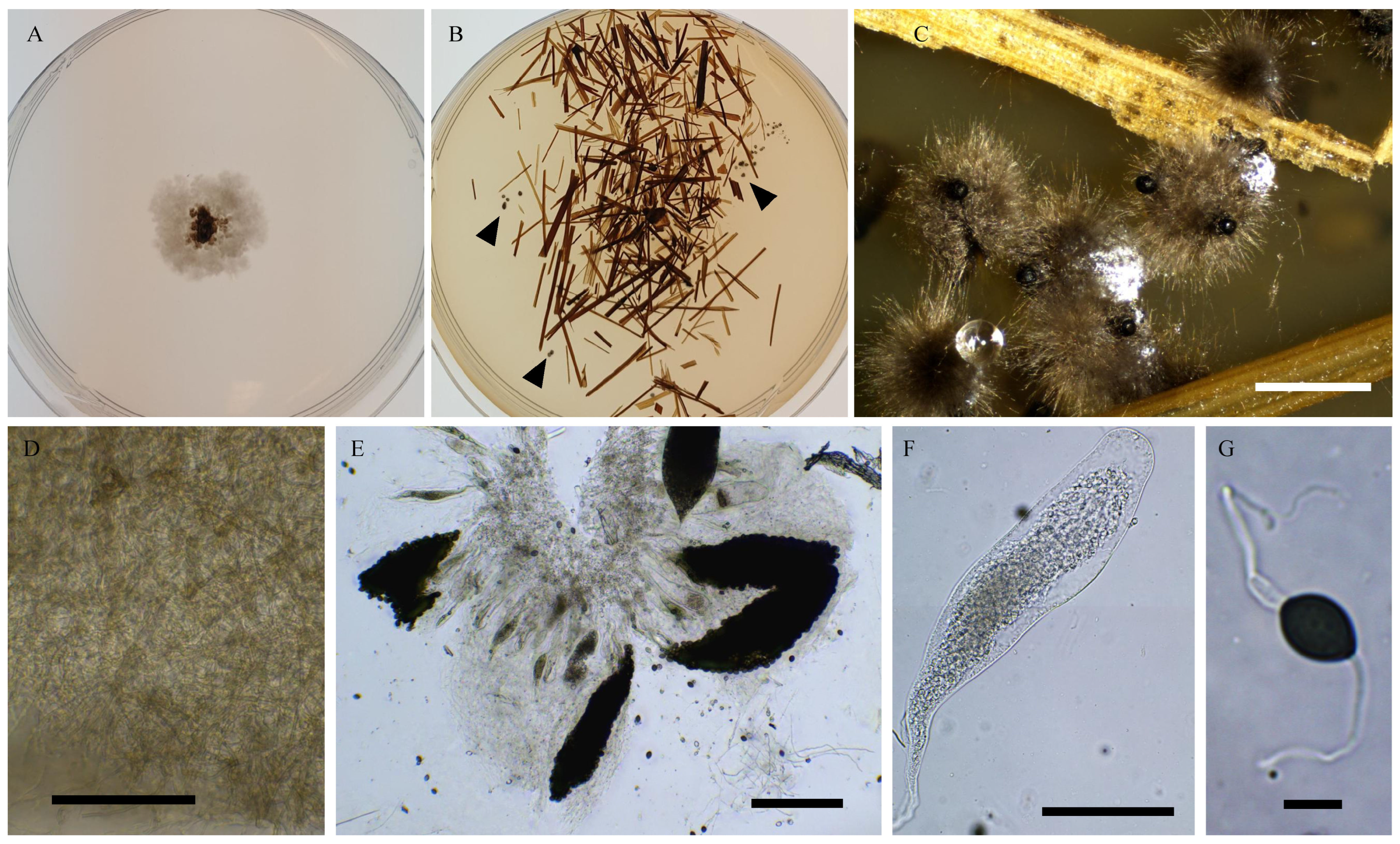 Jof 11 00880 g002 Jof 11 00880 g002