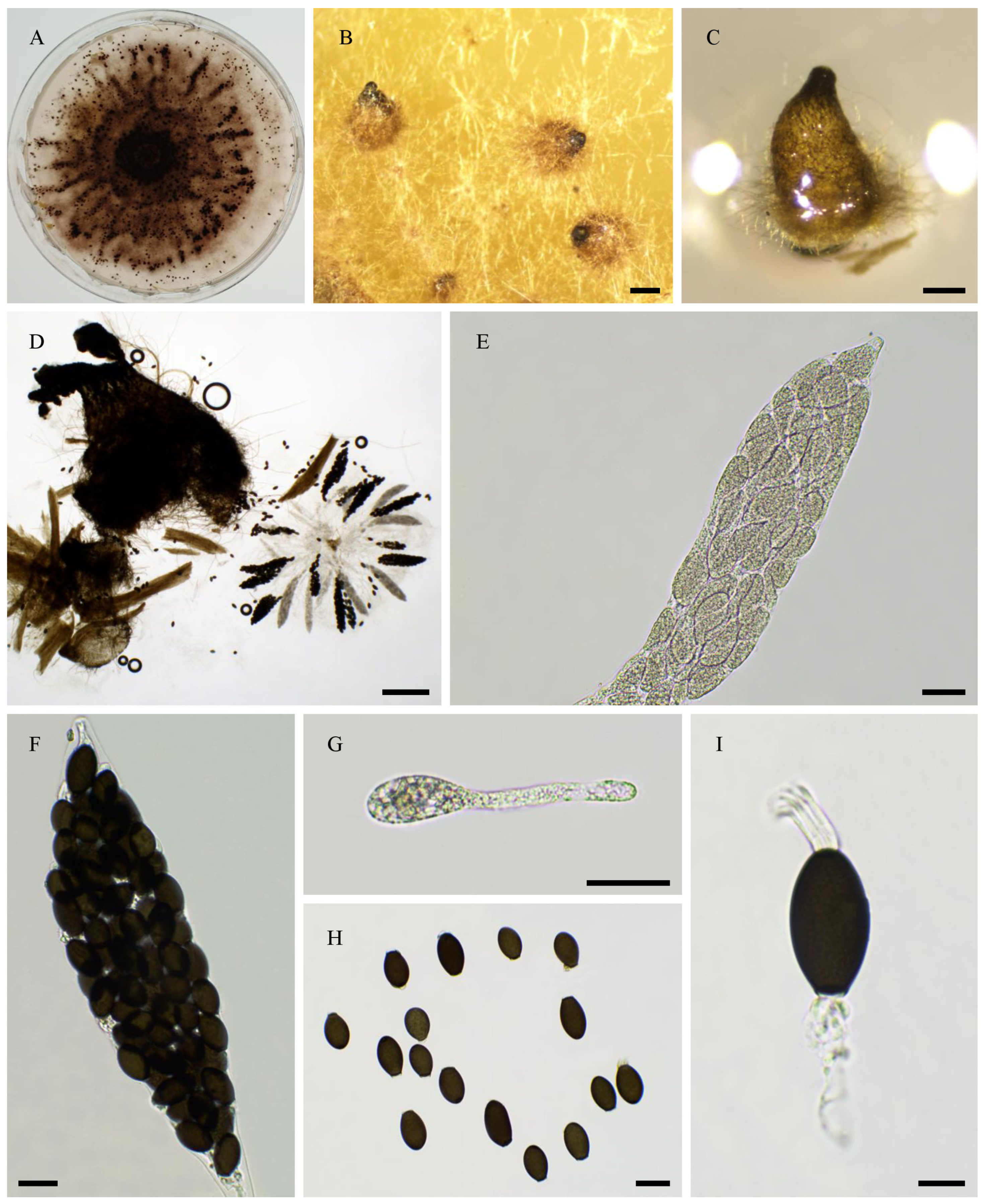 Jof 11 00880 g004 Jof 11 00880 g004