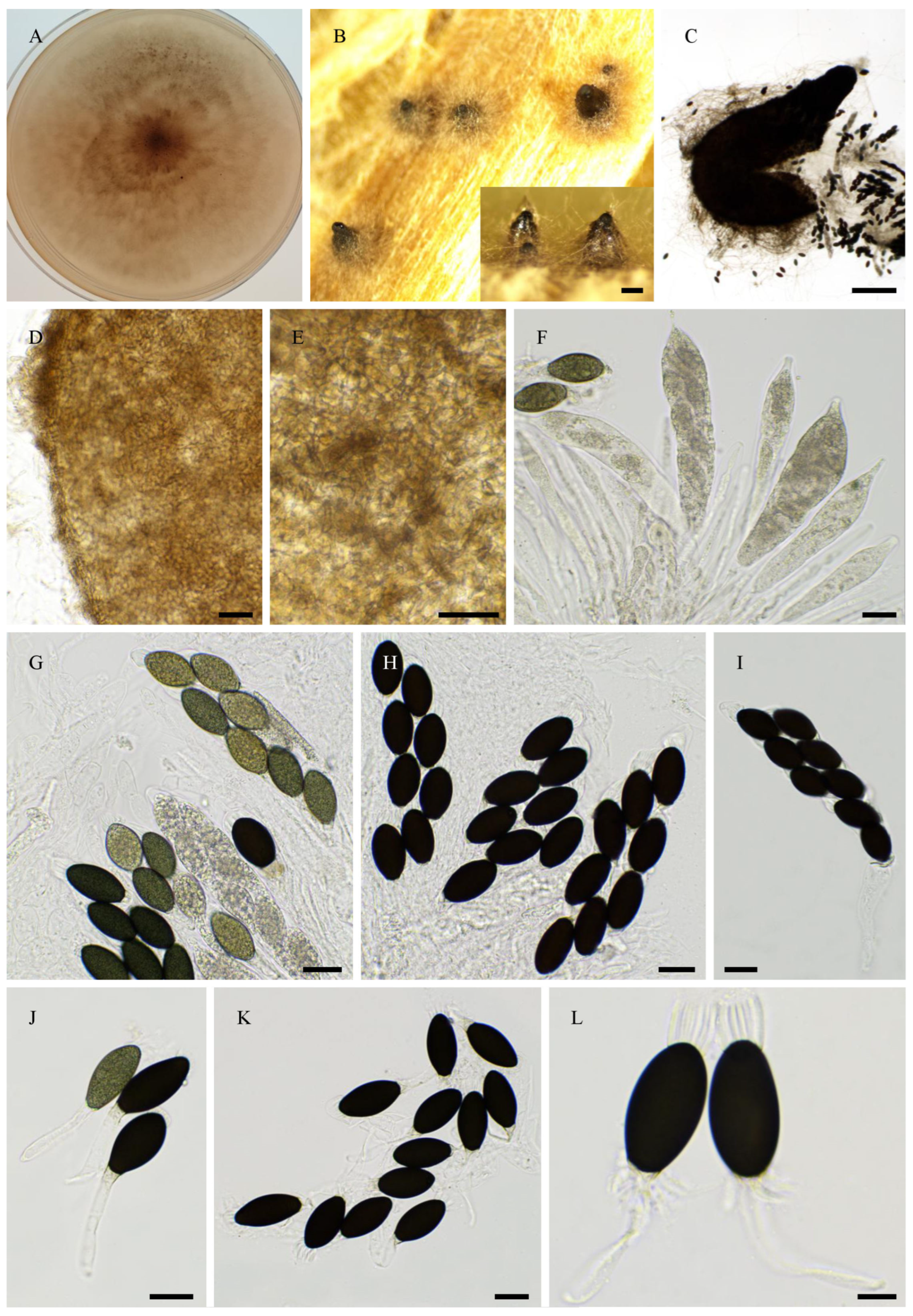 Jof 11 00880 g005 Jof 11 00880 g005
