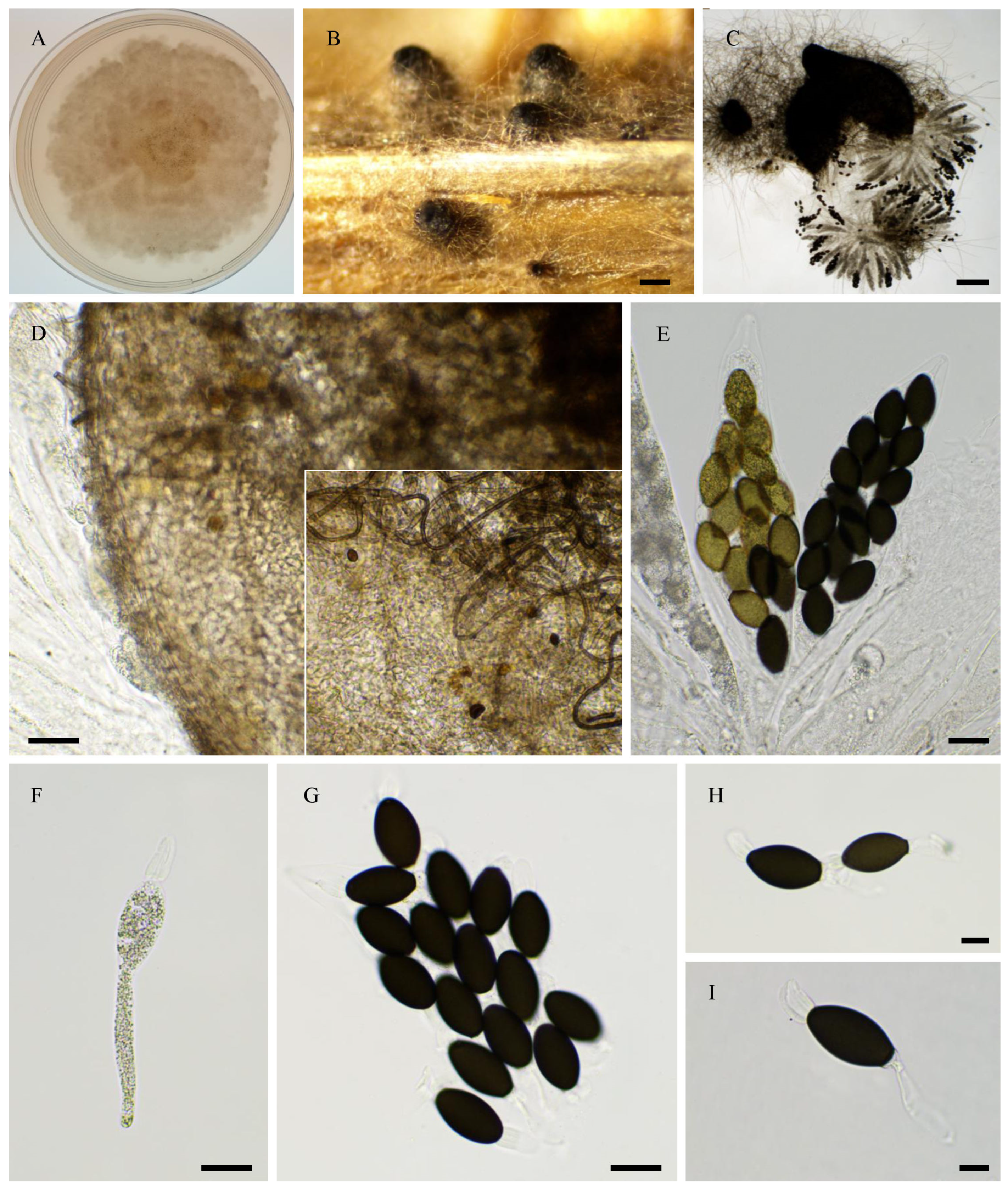 Jof 11 00880 g006 Jof 11 00880 g006