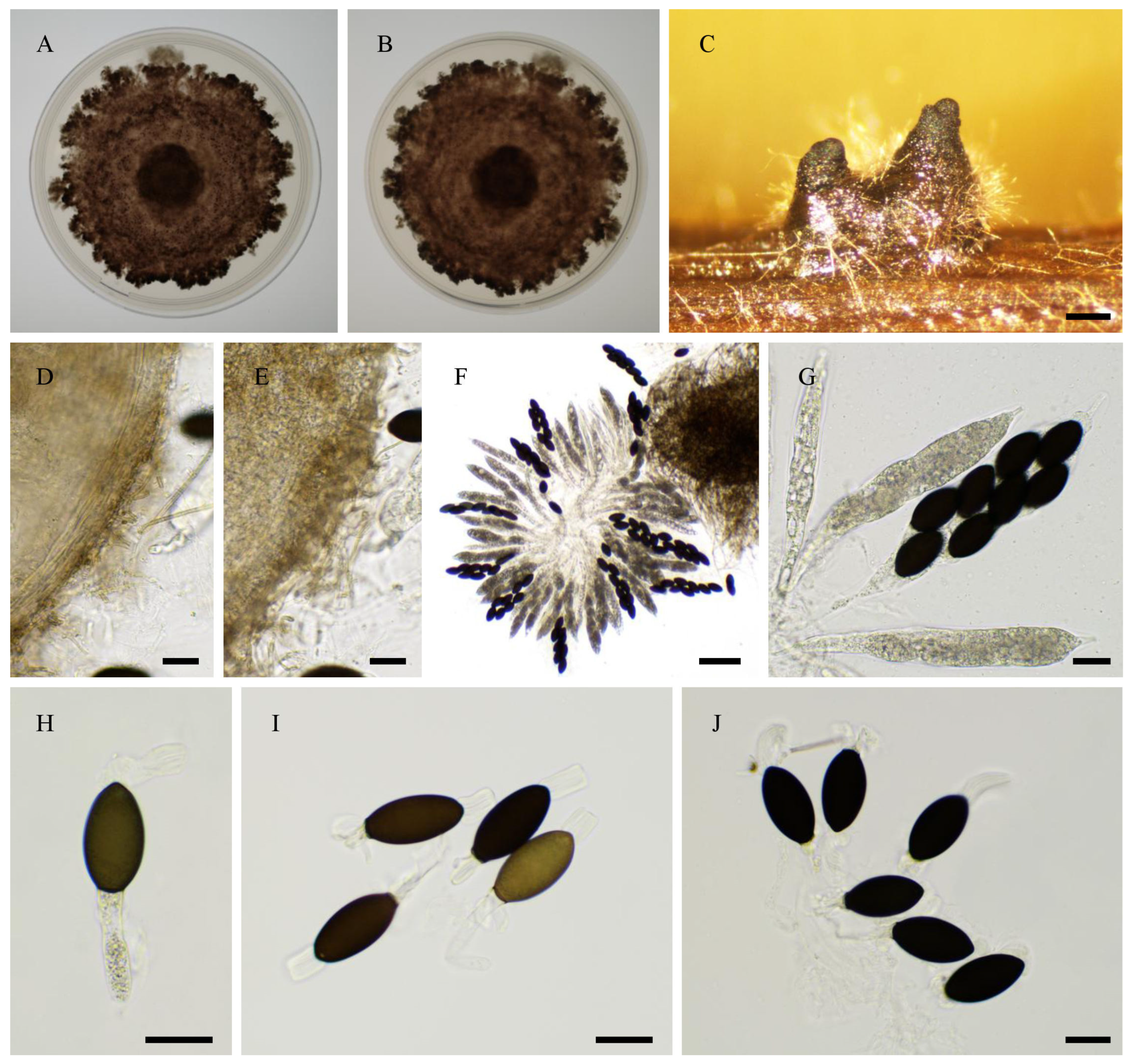 Jof 11 00880 g015 Jof 11 00880 g015