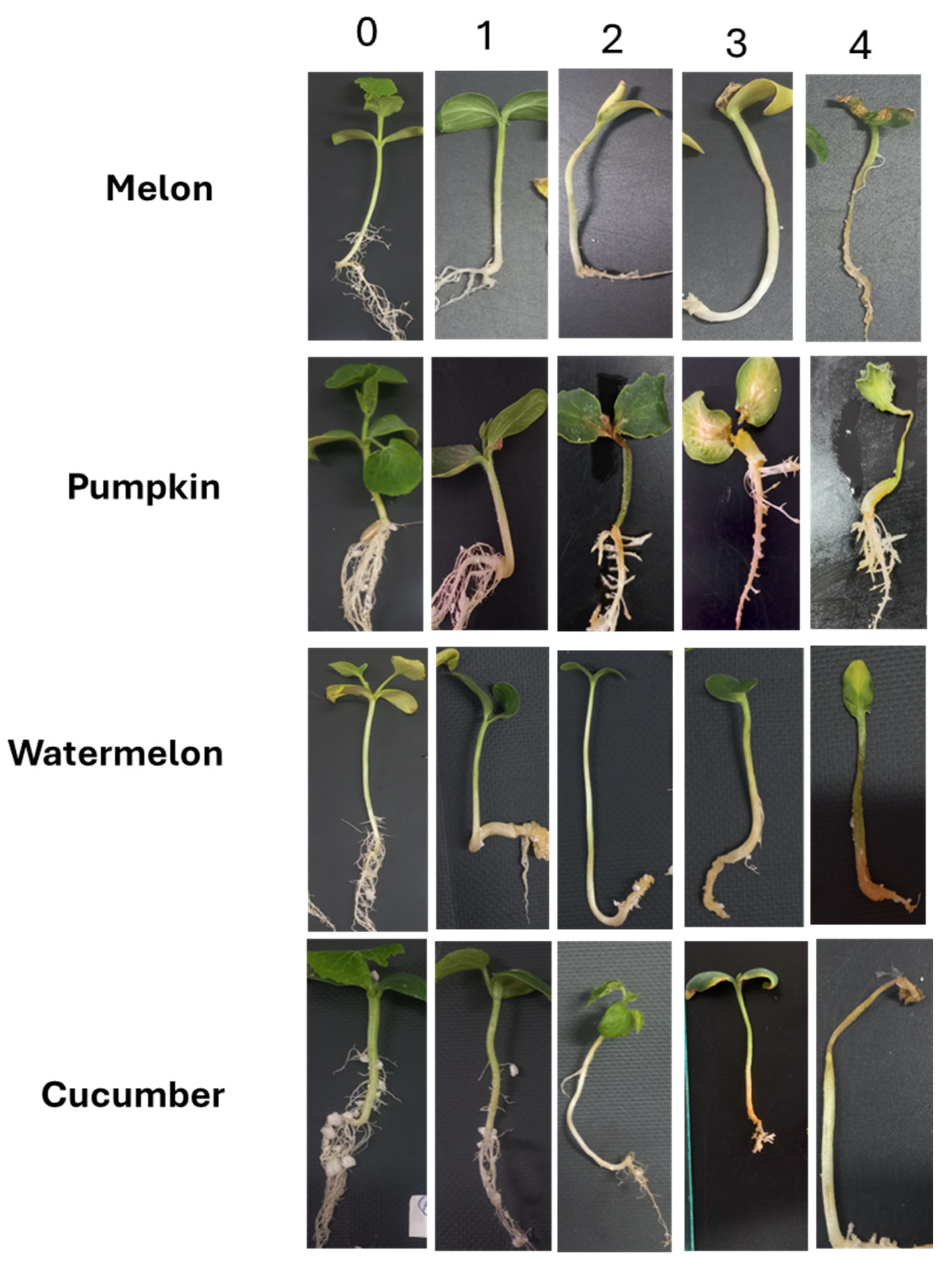 Jof 11 00888 g001 Jof 11 00888 g001
