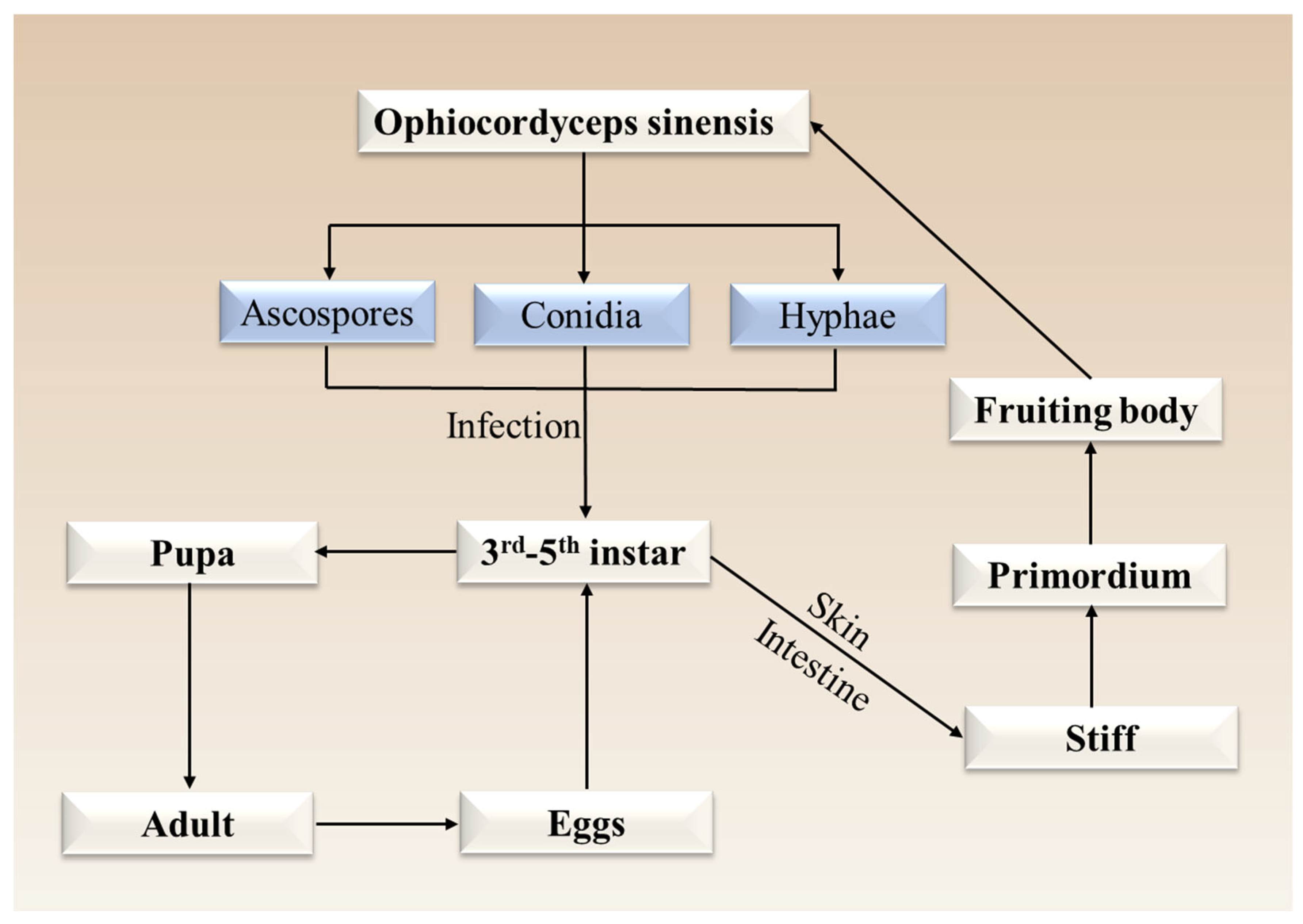 Jof 11 00892 g002 Jof 11 00892 g002