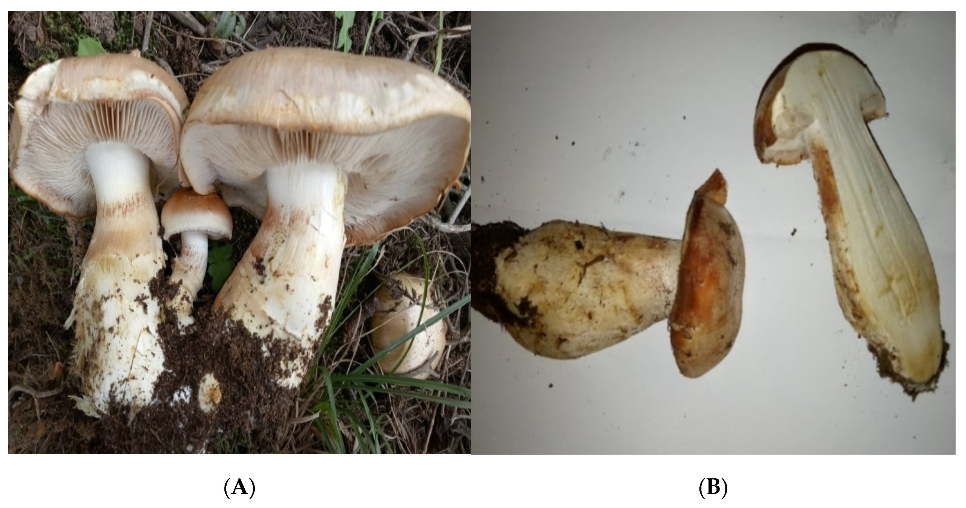 Jof 11 00894 g001 Jof 11 00894 g001