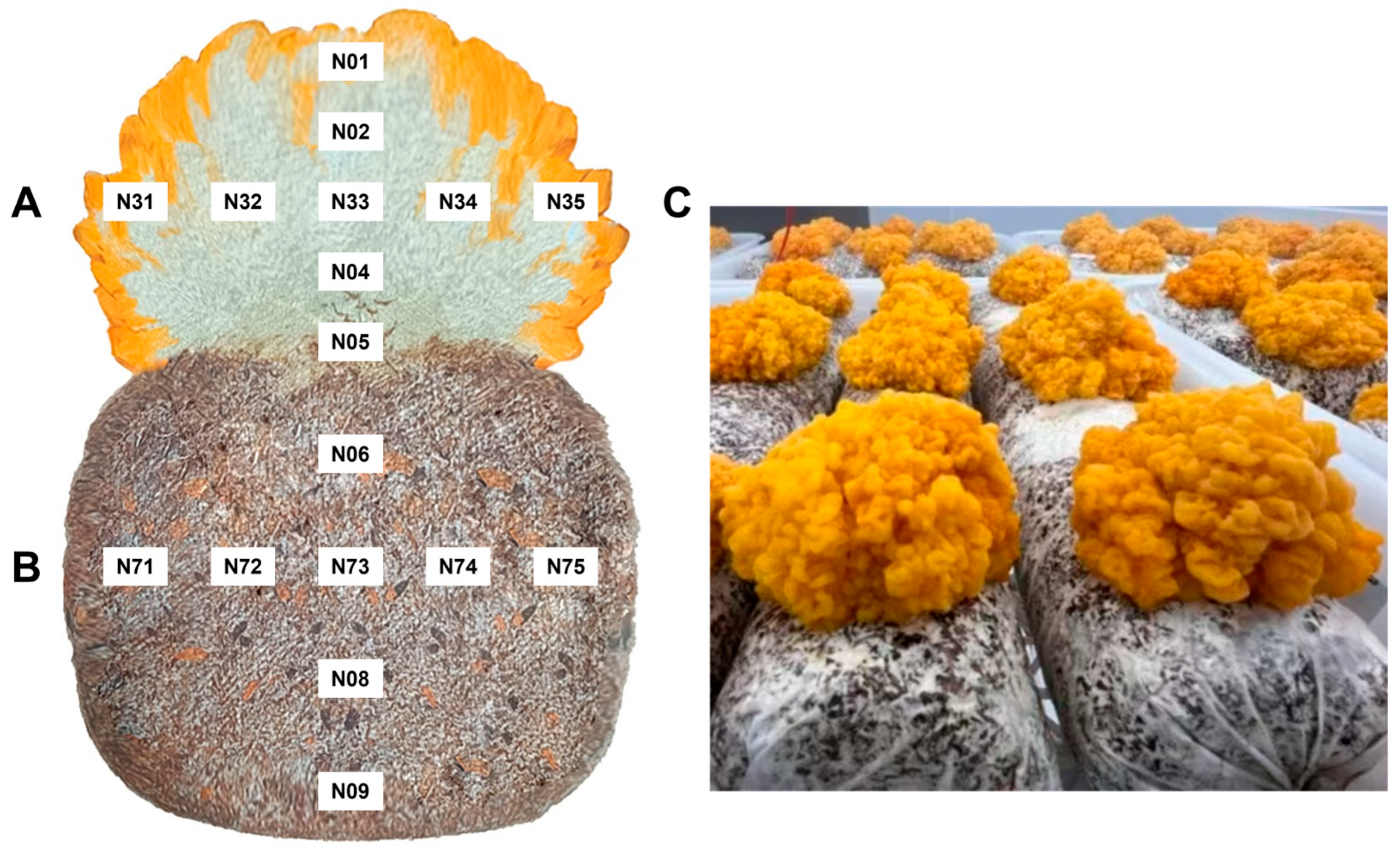 Jof 12 00041 g001 Jof 12 00041 g001