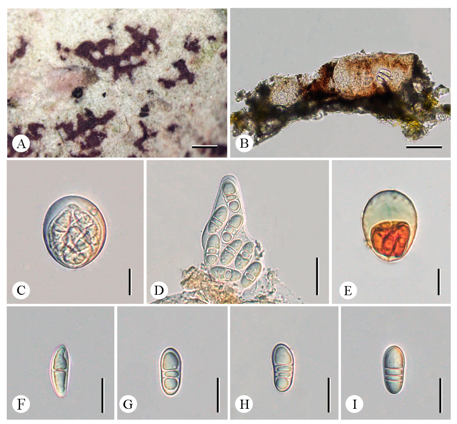 Jof 12 00042 g002 Jof 12 00042 g002