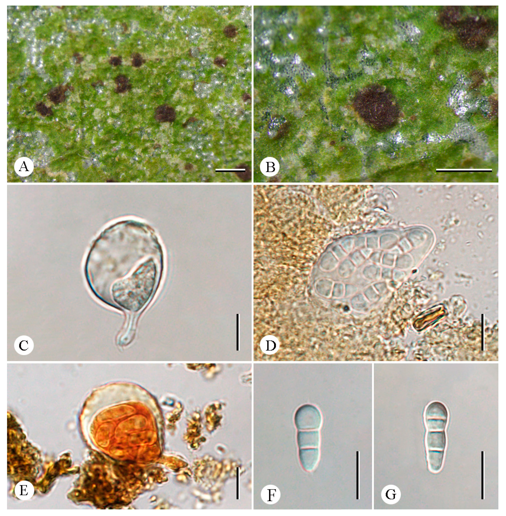 Jof 12 00042 g003 Jof 12 00042 g003