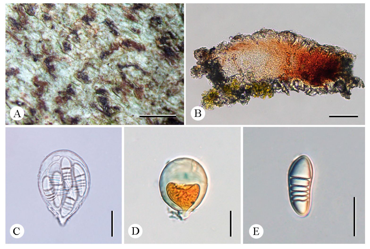 Jof 12 00042 g005 Jof 12 00042 g005