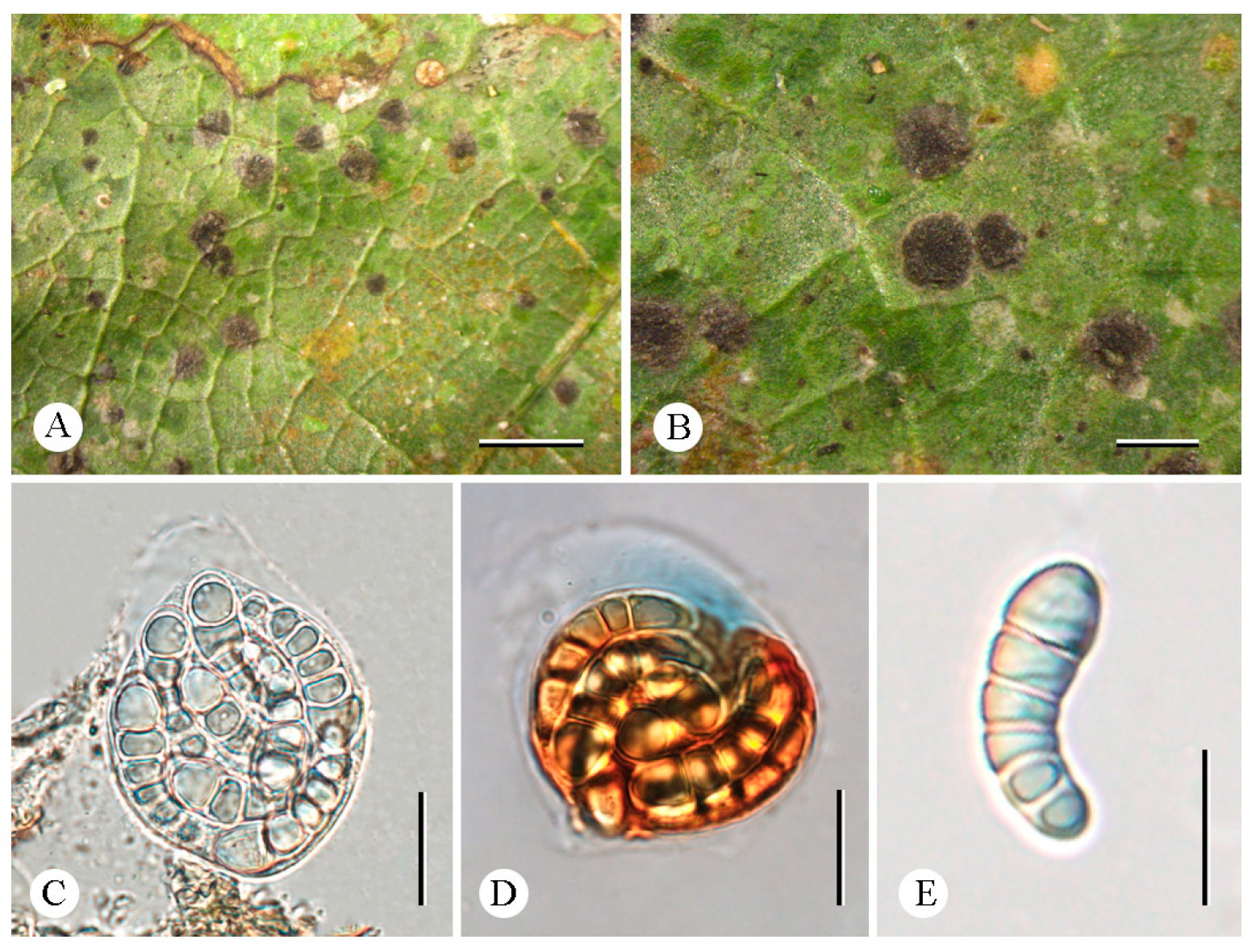 Jof 12 00042 g006 Jof 12 00042 g006