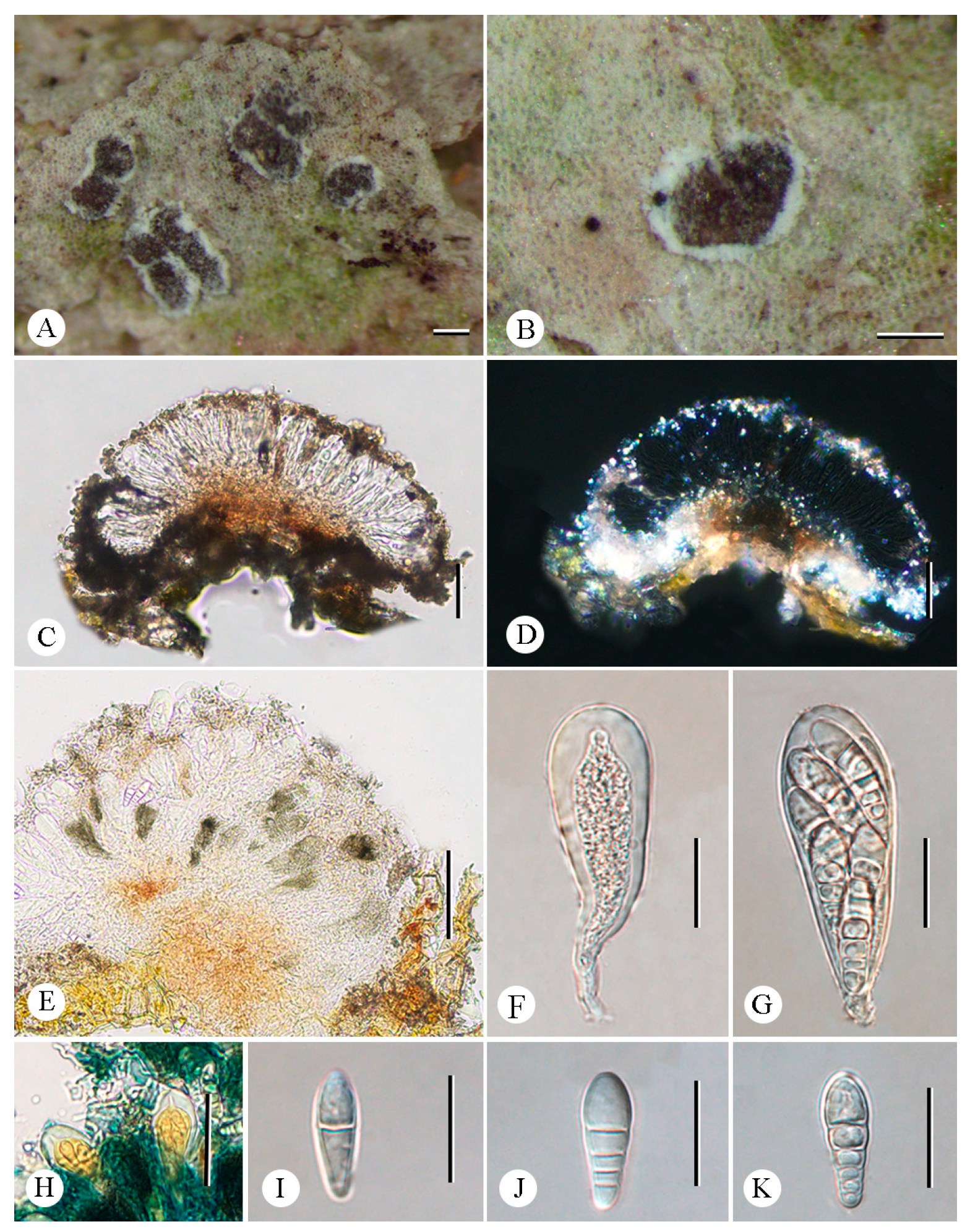 Jof 12 00042 g007 Jof 12 00042 g007