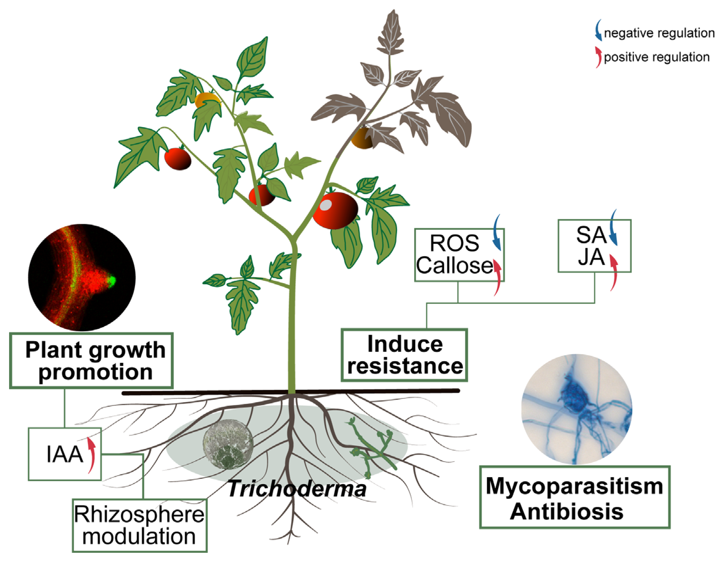 Jof 12 00096 g006 Jof 12 00096 g006