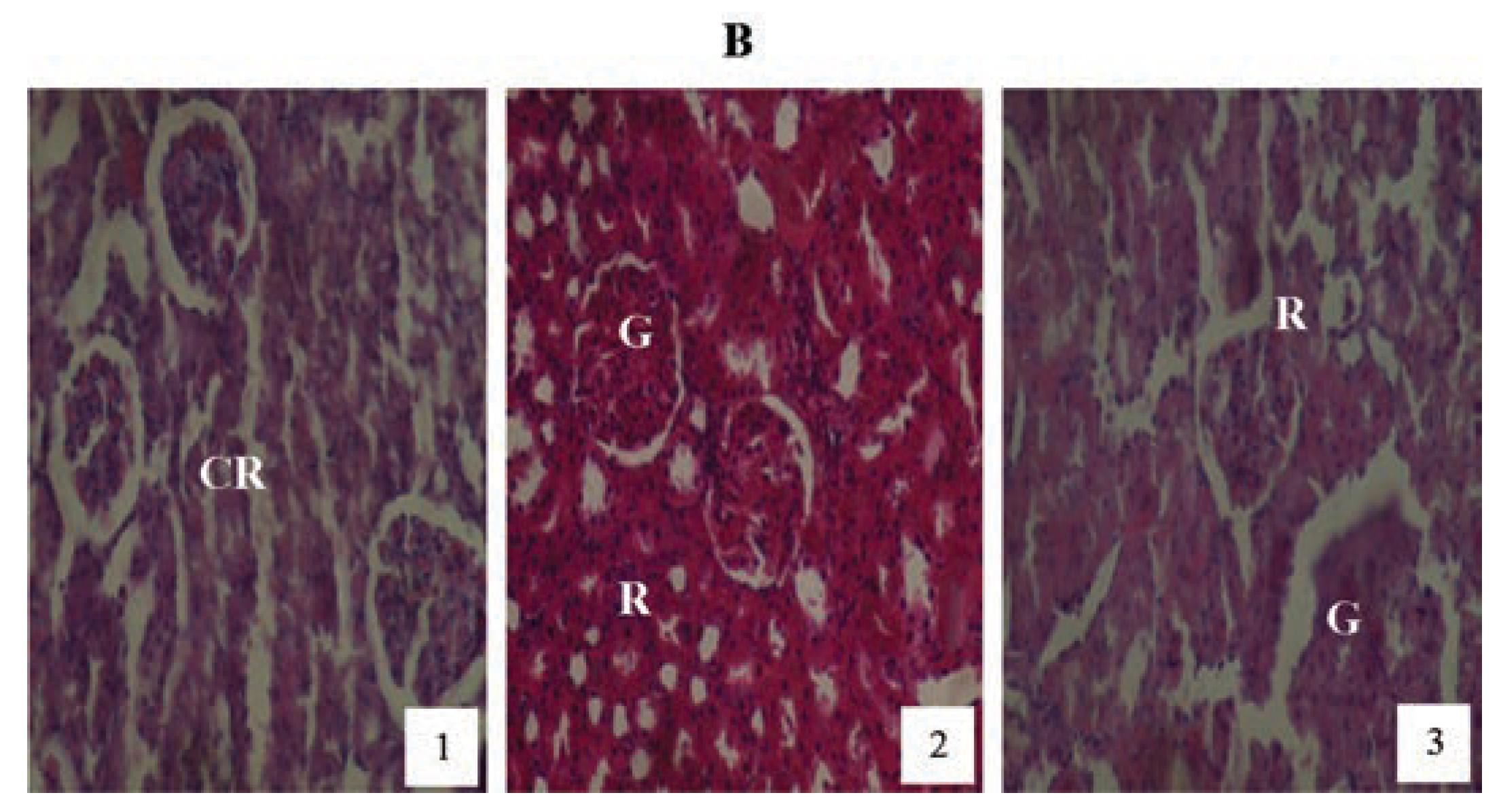 Jox 04 03945 g008 Jox 04 03945 g008