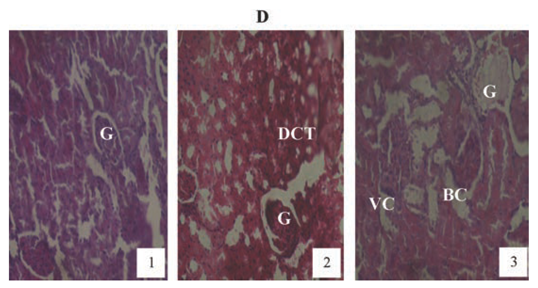Jox 04 03945 g010 Jox 04 03945 g010