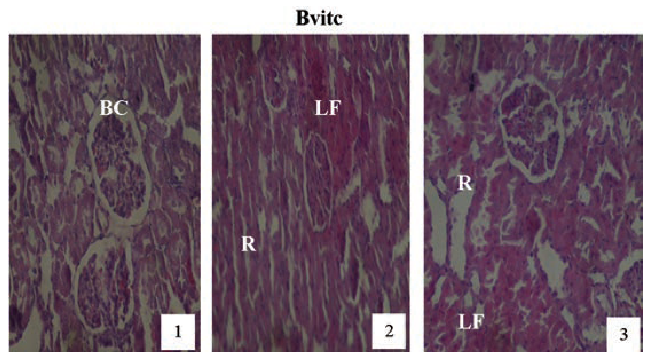 Jox 04 03945 g011 Jox 04 03945 g011