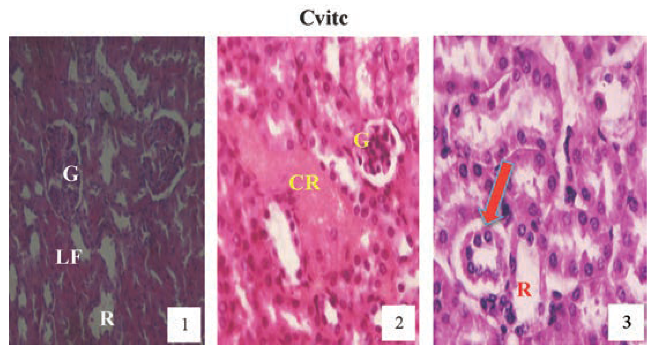 Jox 04 03945 g012 Jox 04 03945 g012
