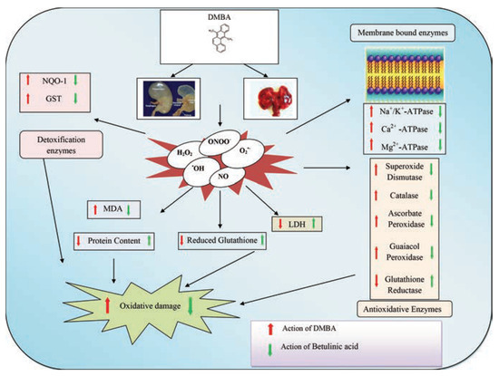 glutathione vs guaiacol Effect of 3β, Hydroxy-lup-20(29)-en-28-oic Acid on 7,12-Dimethylbenz(a) Anthracene Impaired Cellular Homeostasis in Extrahepatic Organs of Sprague Dawley Rats Buy DSIP Peptide 5mg l glutathione function Volume:10mg