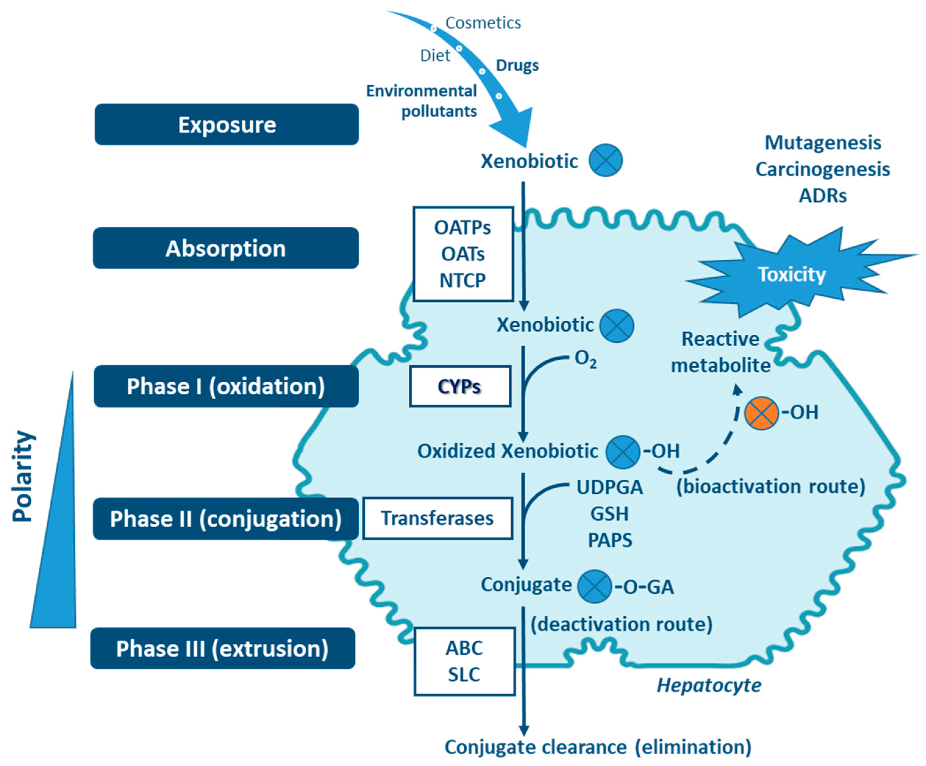 JoX | Free Full-Text | The Central Role of Cytochrome P450 in ...