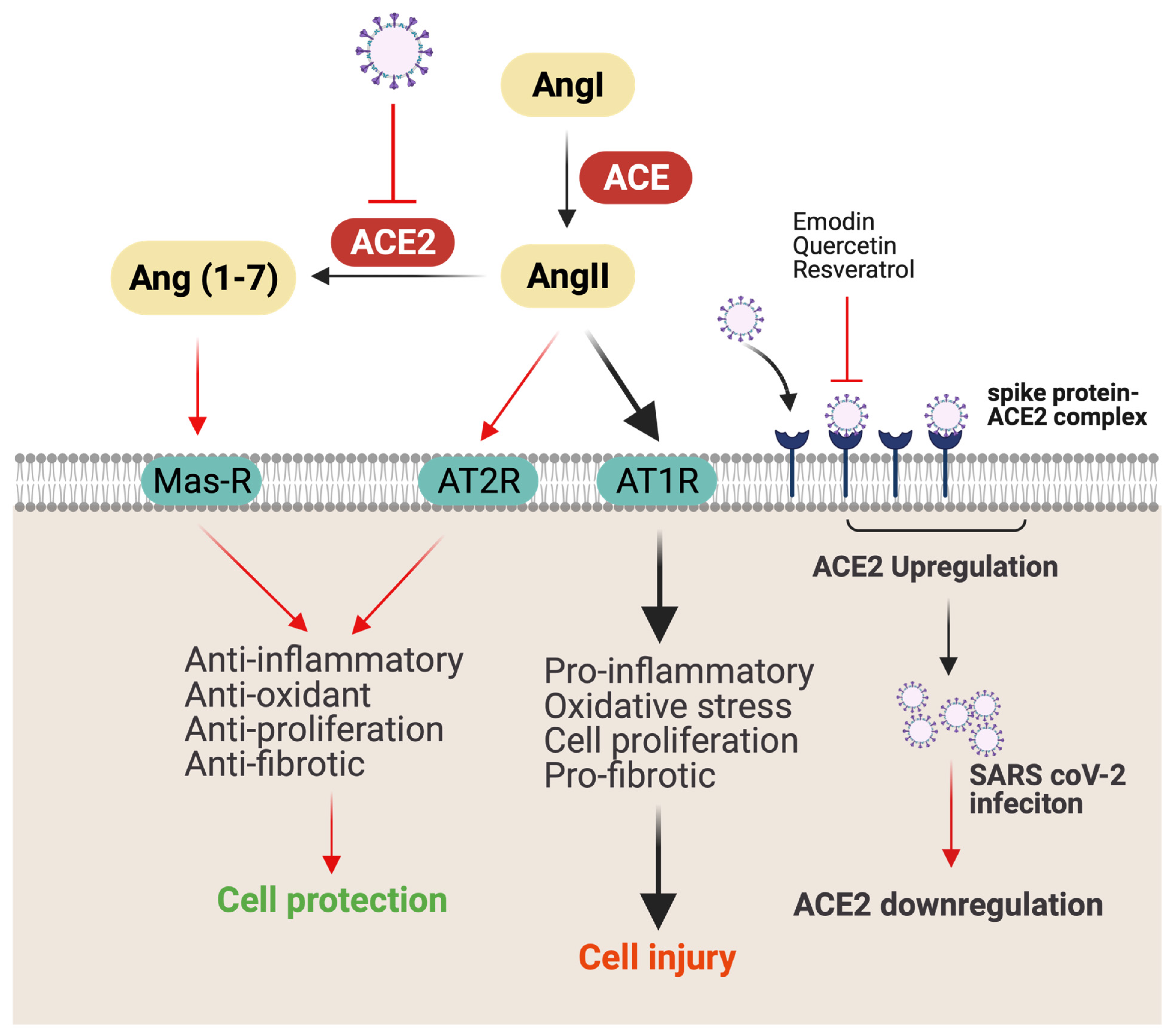 Jox 12 00020 g003 Jox 12 00020 g003