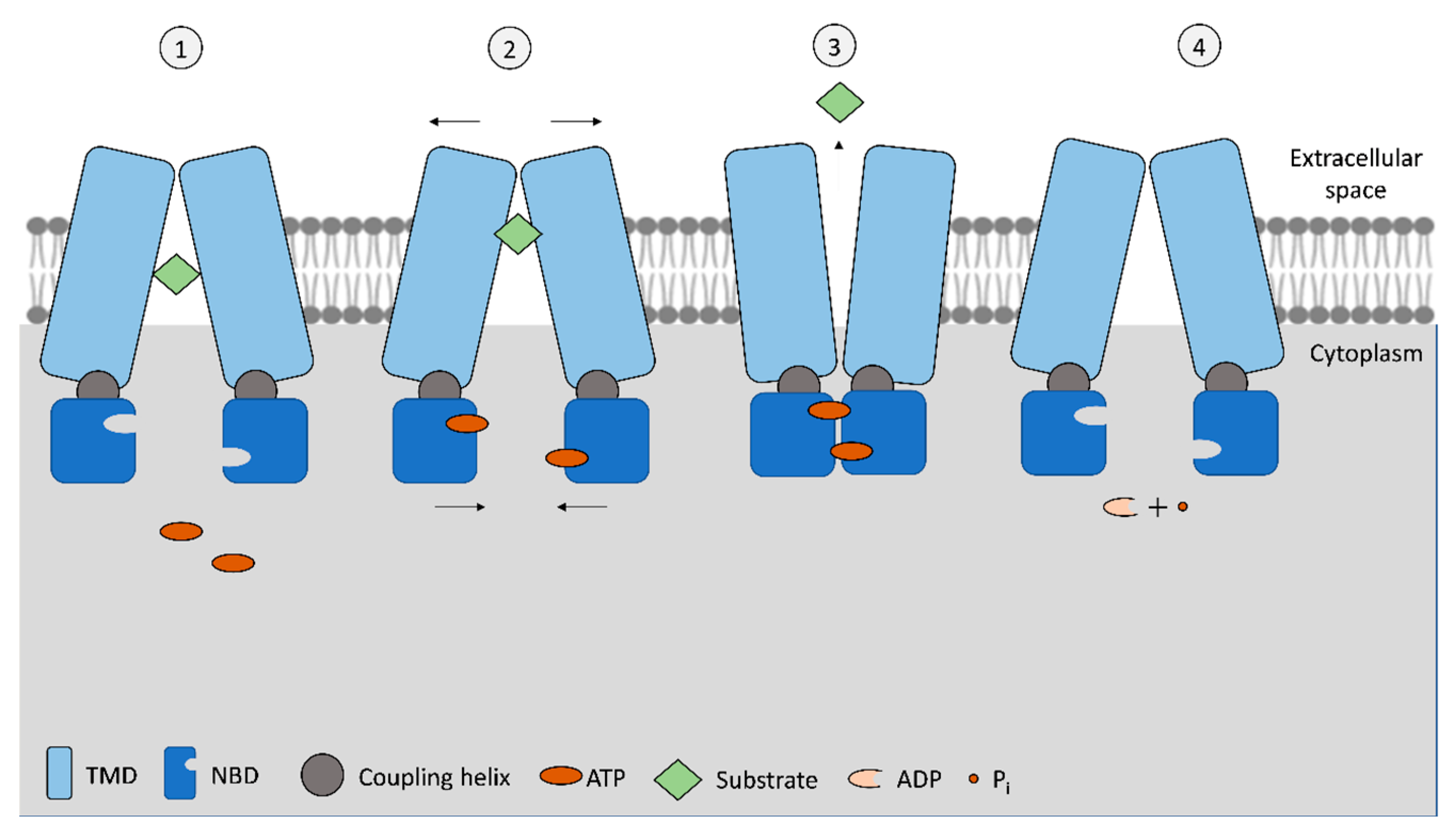 Frontiers | Anticancer Effects of Fufang Yiliu Yin Formula
