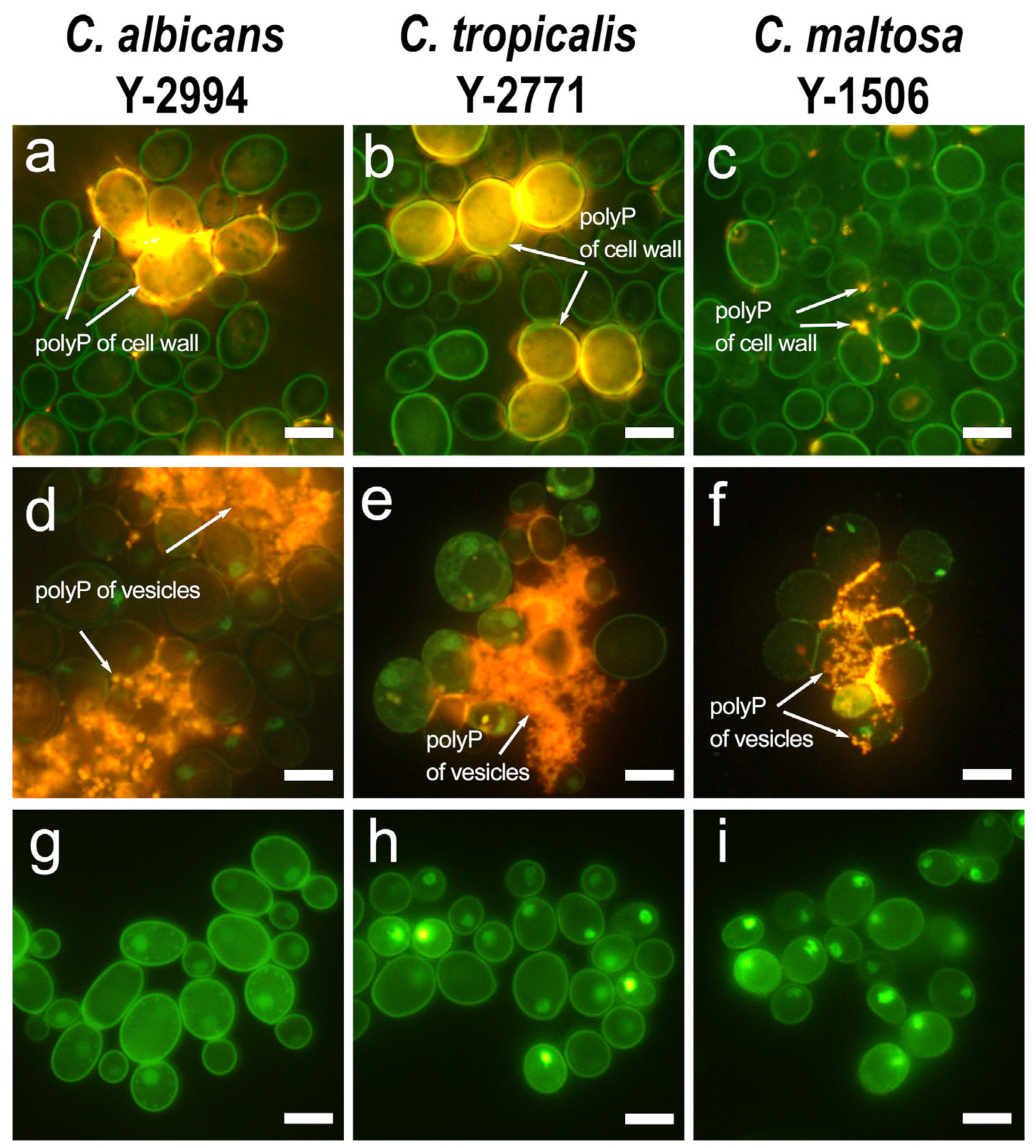 Jox 13 00034 g001 Jox 13 00034 g001