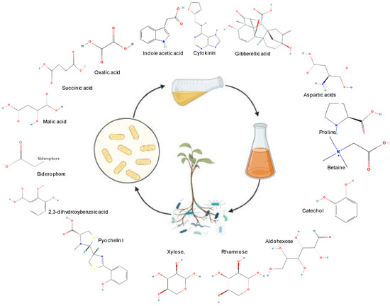 Microbial Exudates as Biostimulants: Role in Plant Growth