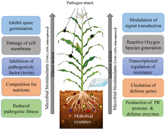 Microbial Exudates as Biostimulants: Role in Plant Growth