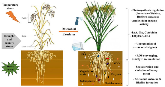 The Chemical Biology of Plant Biostimulants | Wiley