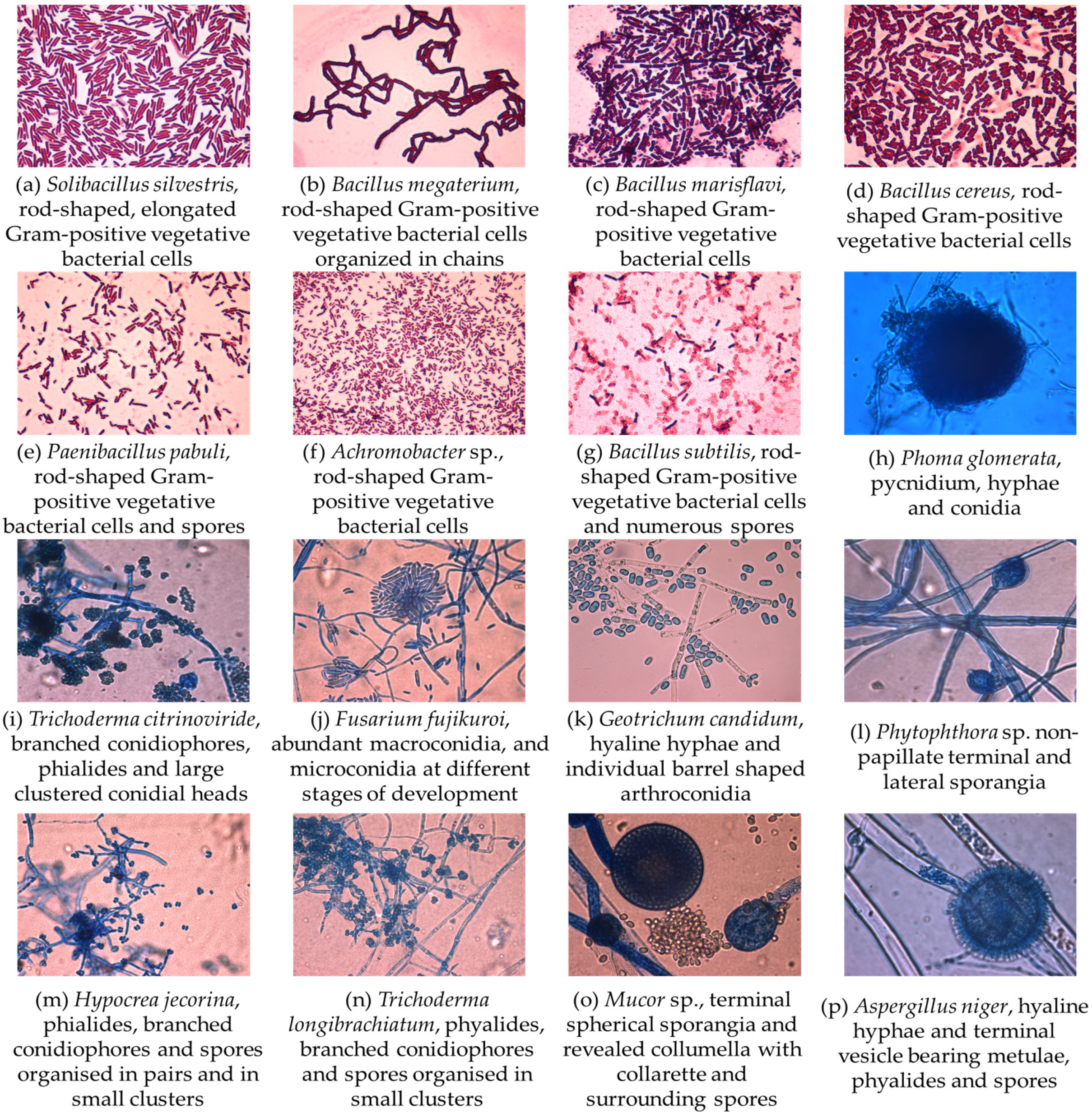 Jox 14 00004 g002 Jox 14 00004 g002