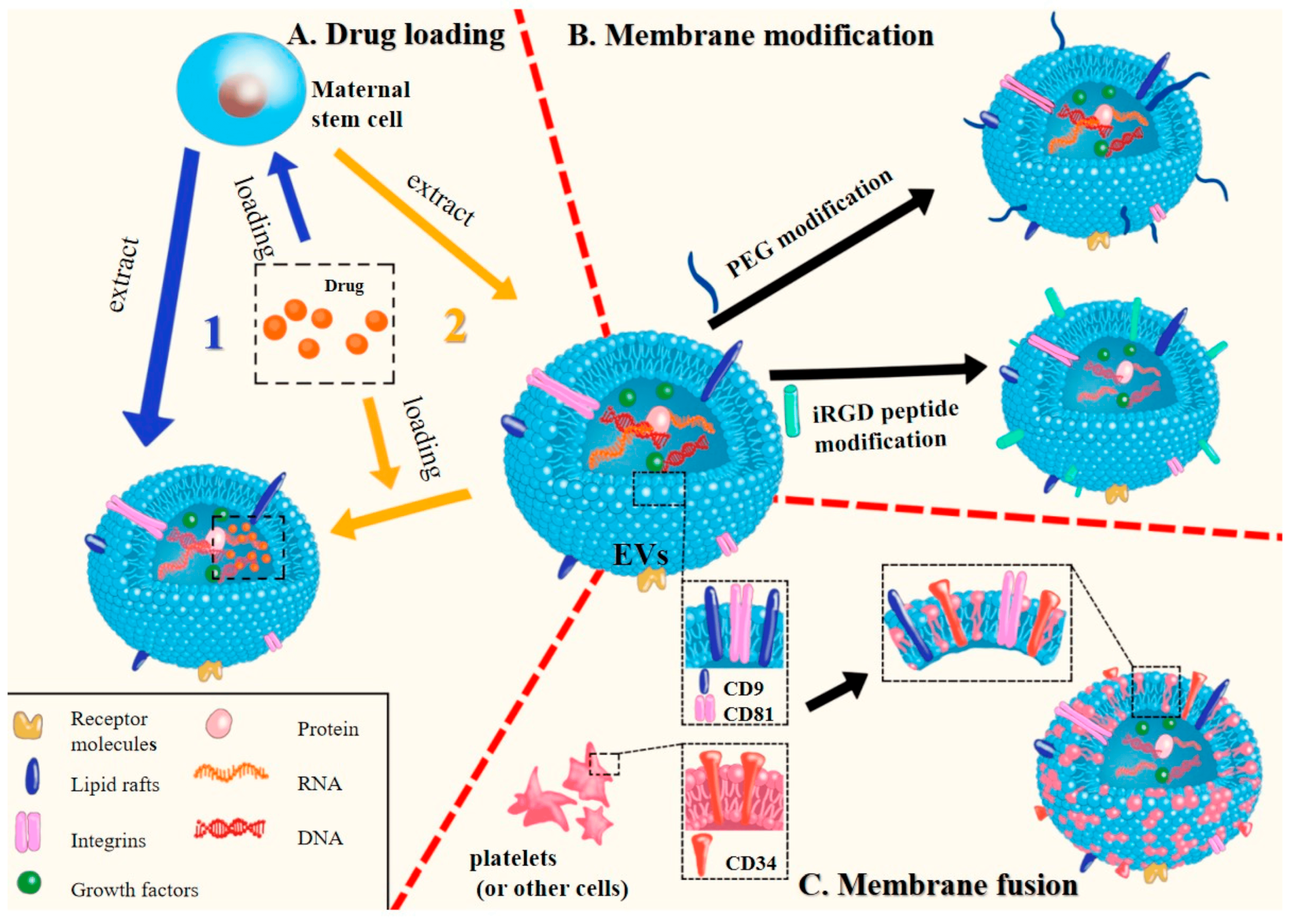 Jox 14 00047 g005 Jox 14 00047 g005