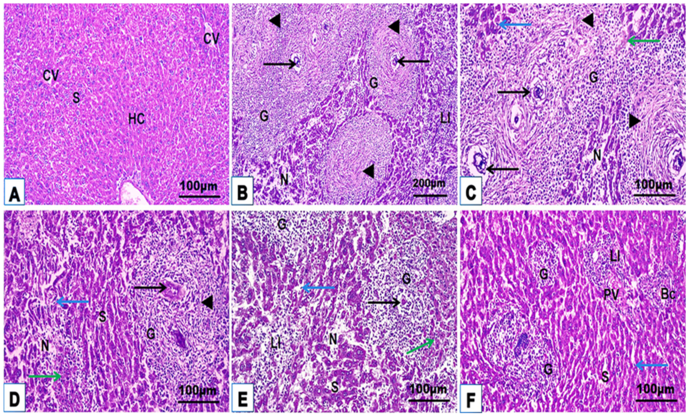 Jox 14 00056 g004 Jox 14 00056 g004