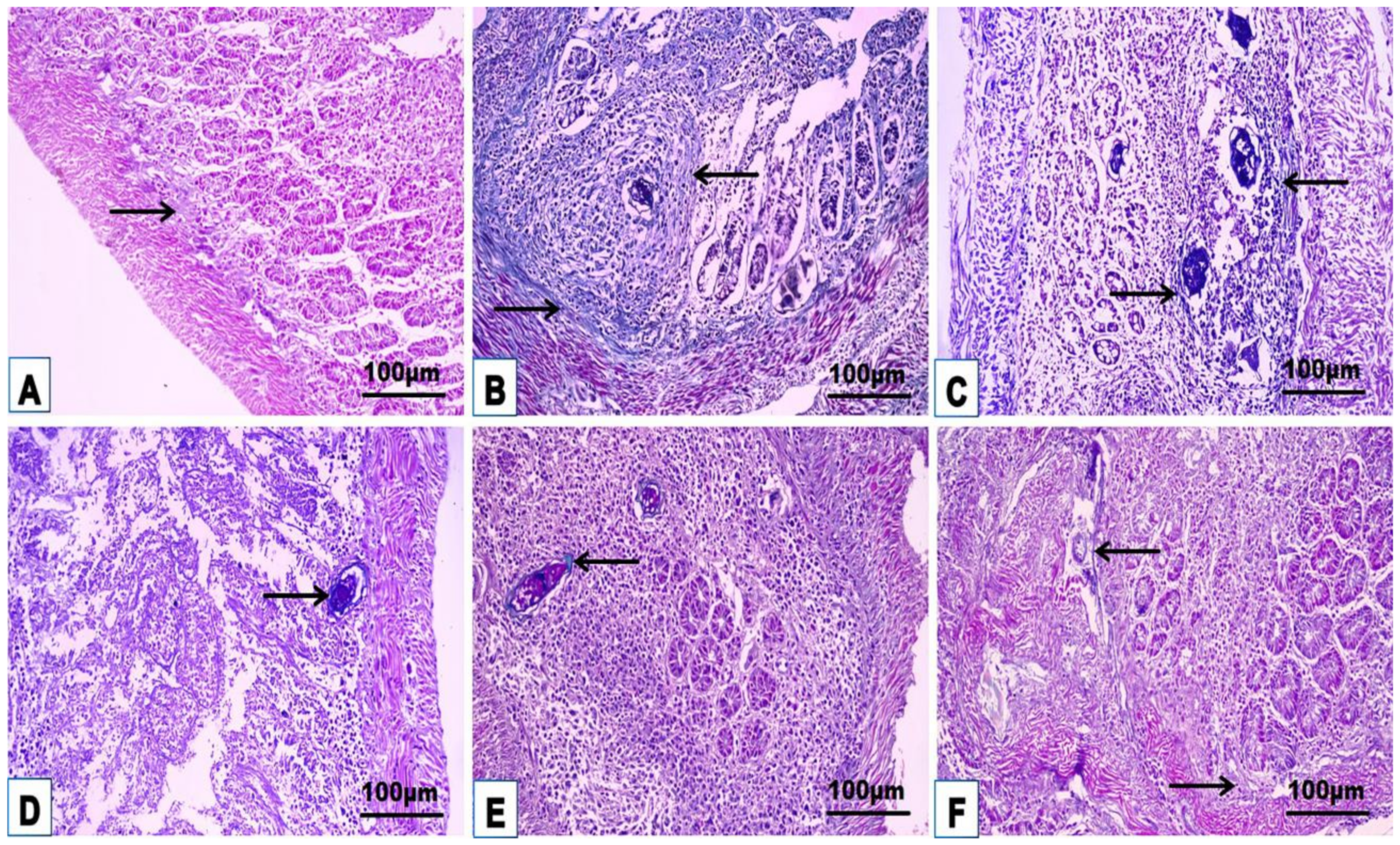 Jox 14 00056 g007 Jox 14 00056 g007