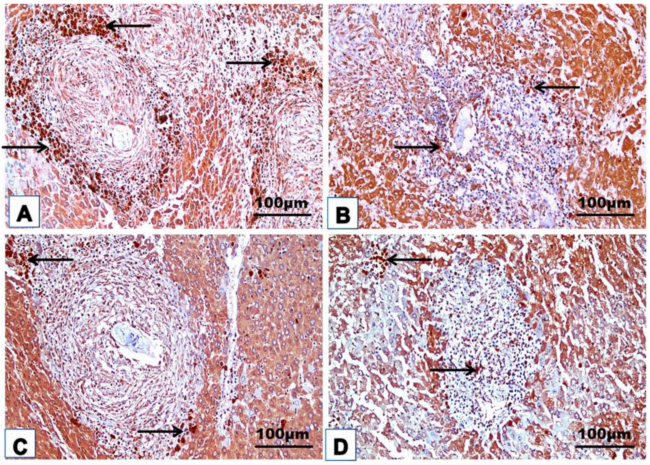 Jox 14 00056 g009 Jox 14 00056 g009