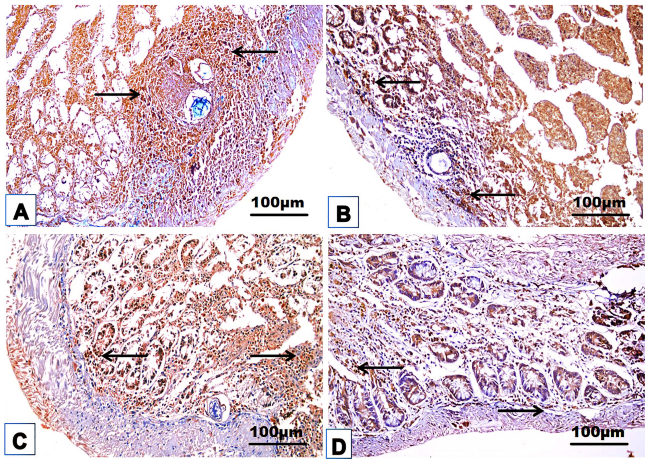 Jox 14 00056 g011 Jox 14 00056 g011