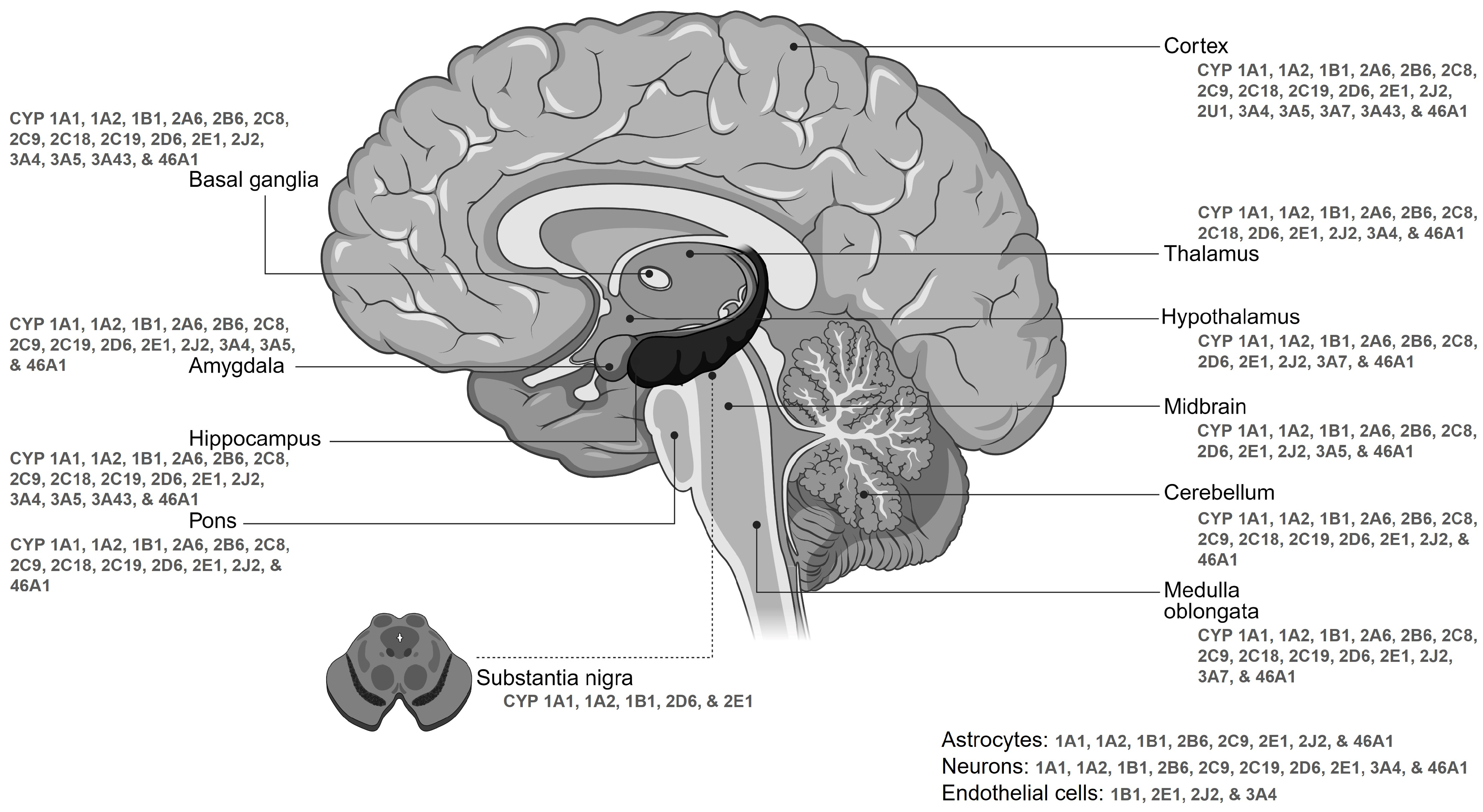 Jox 15 00044 g003 Jox 15 00044 g003