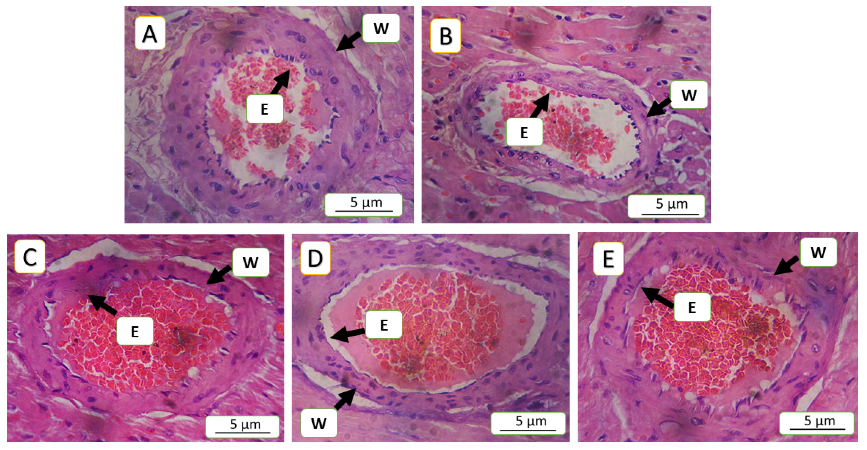 Jox 15 00130 g007 Jox 15 00130 g007