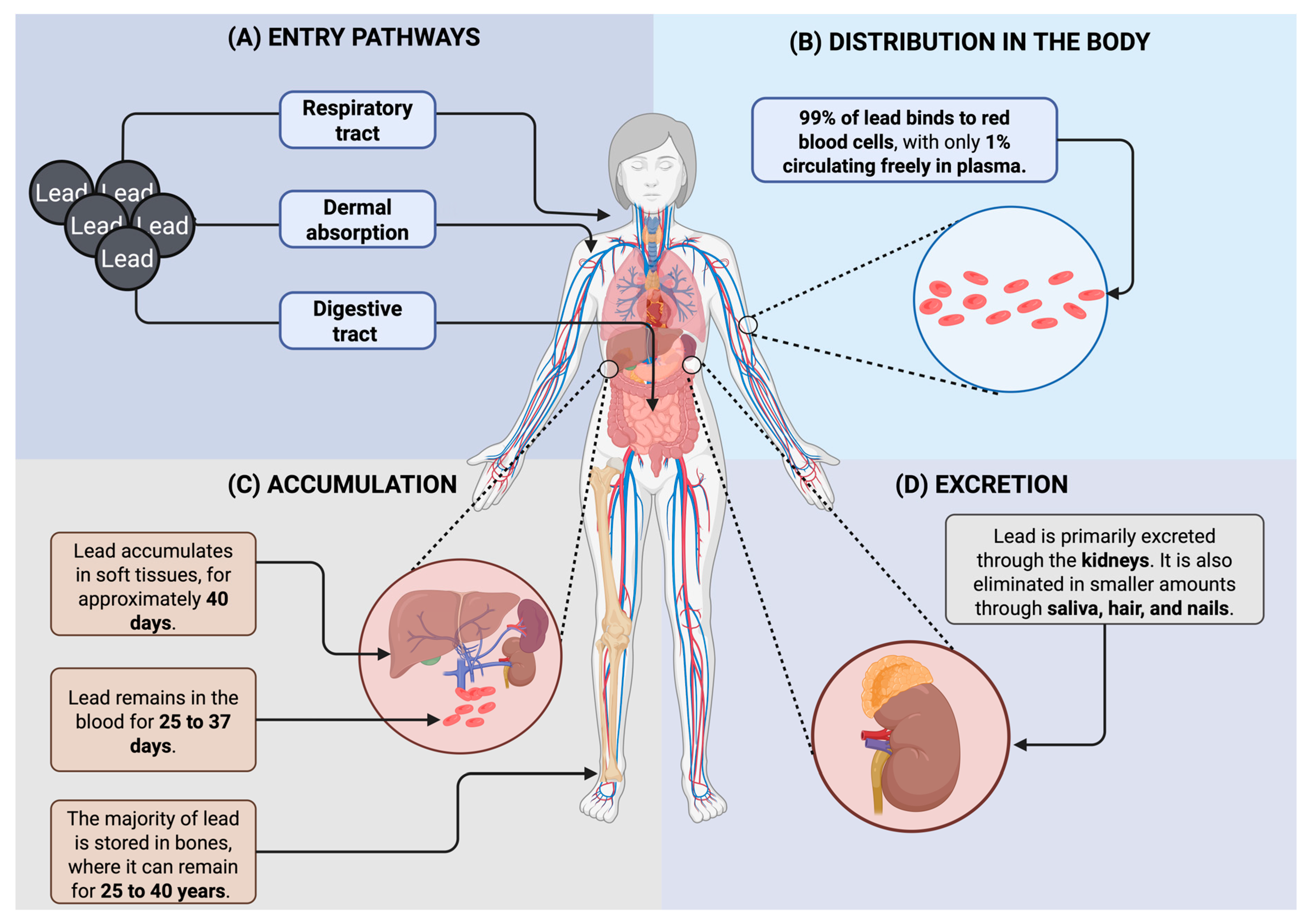 Jox 15 00134 g003 Jox 15 00134 g003