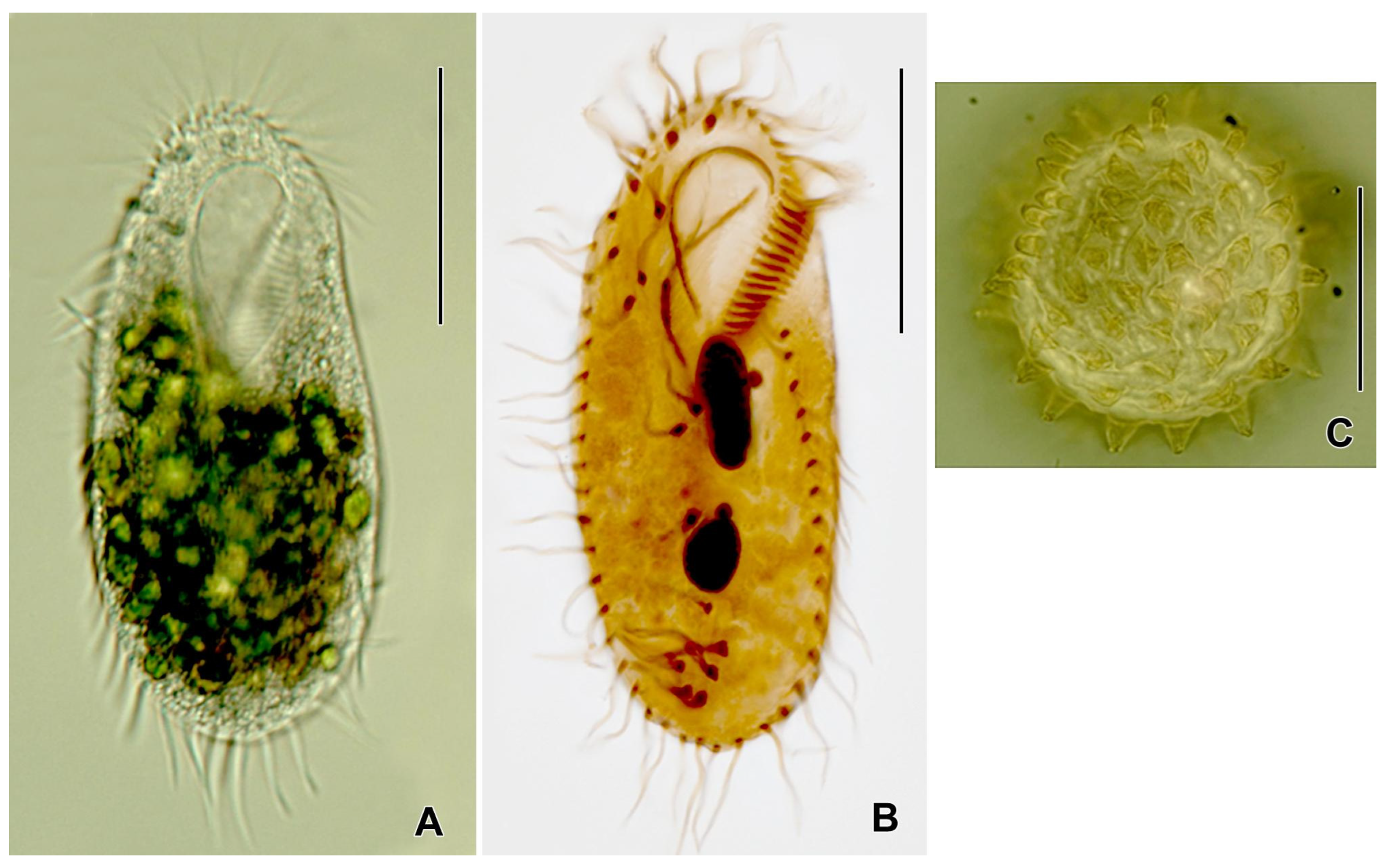 Jox 15 00169 g001 Jox 15 00169 g001