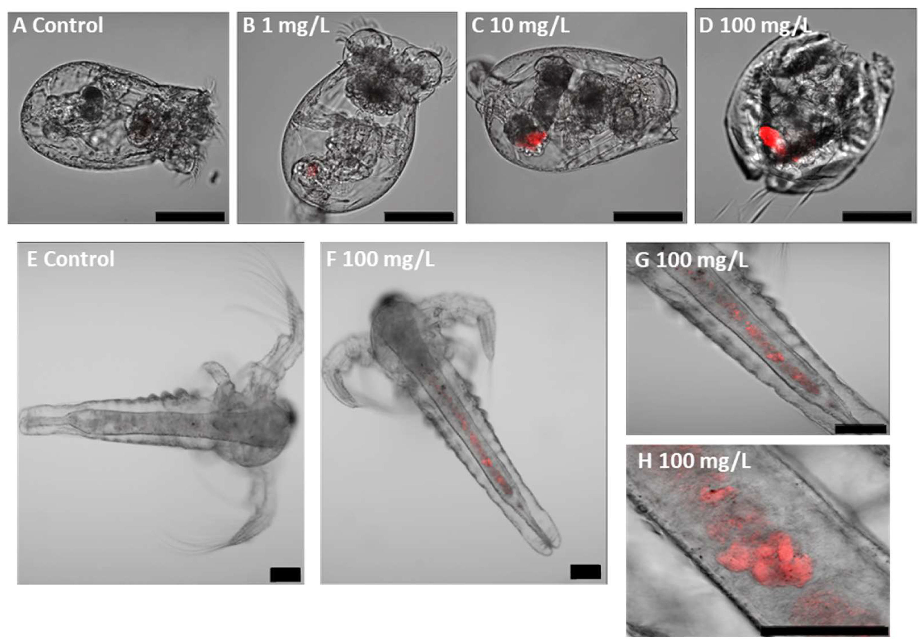 Jox 15 00196 g002 Jox 15 00196 g002