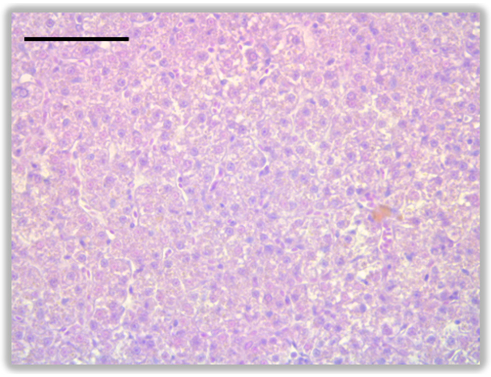 Jox 16 00019 g001 Jox 16 00019 g001