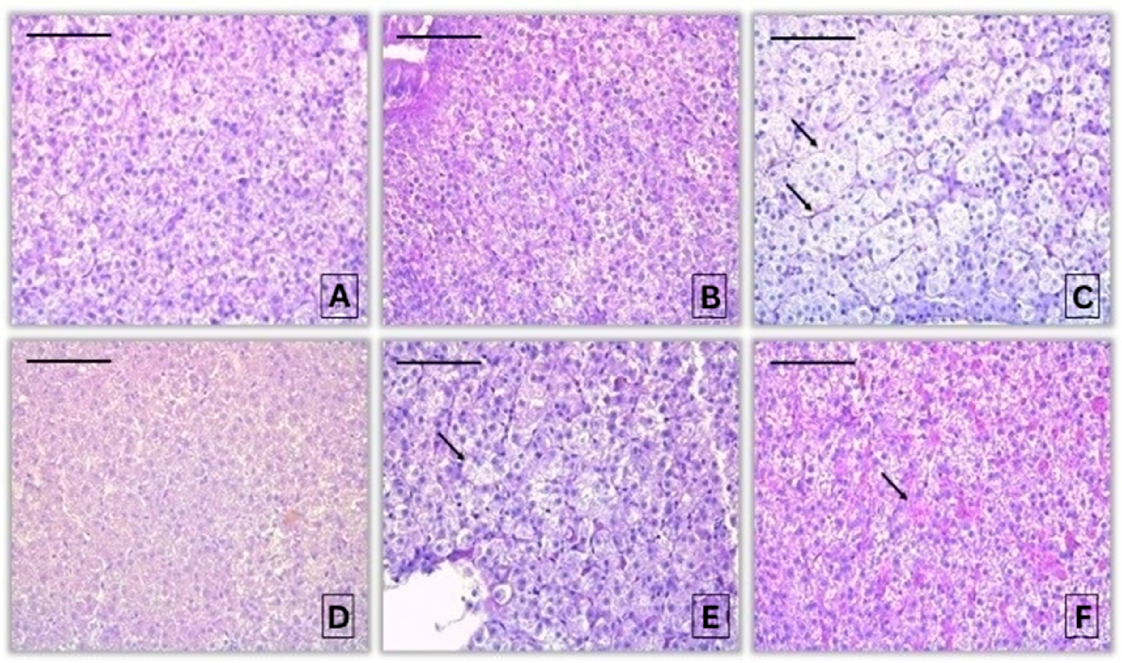 Jox 16 00019 g002 Jox 16 00019 g002