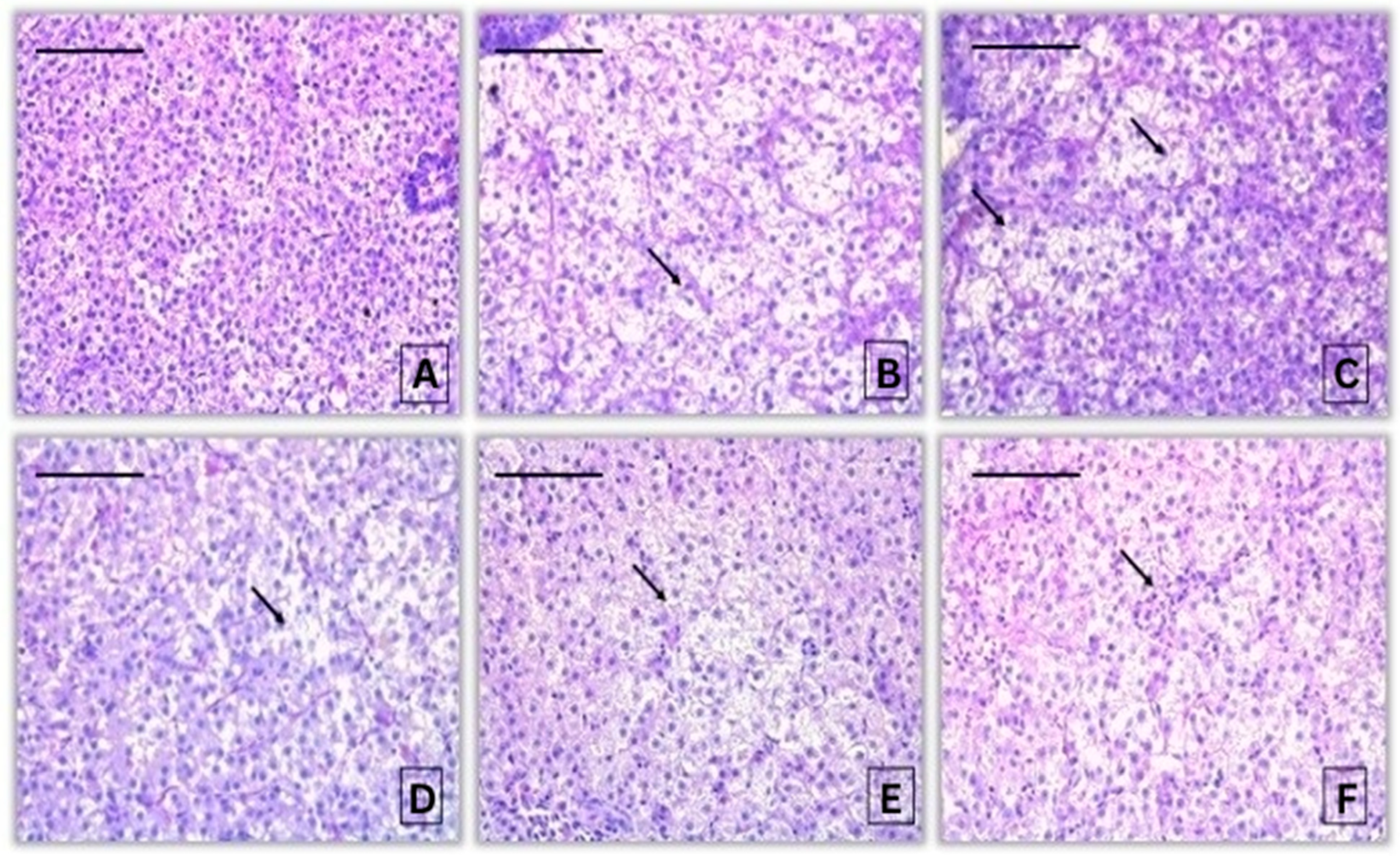 Jox 16 00019 g003 Jox 16 00019 g003