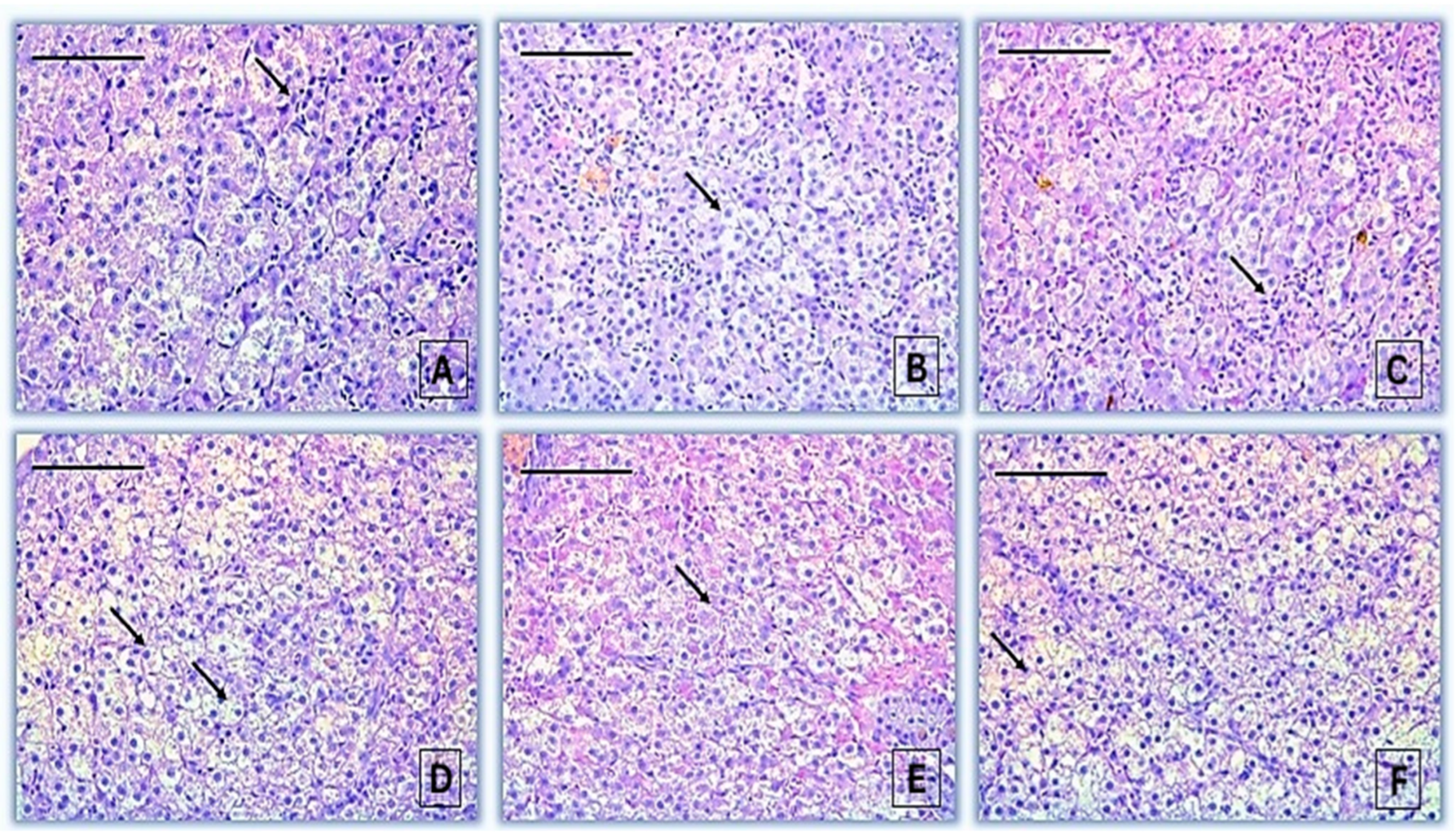 Jox 16 00019 g004 Jox 16 00019 g004