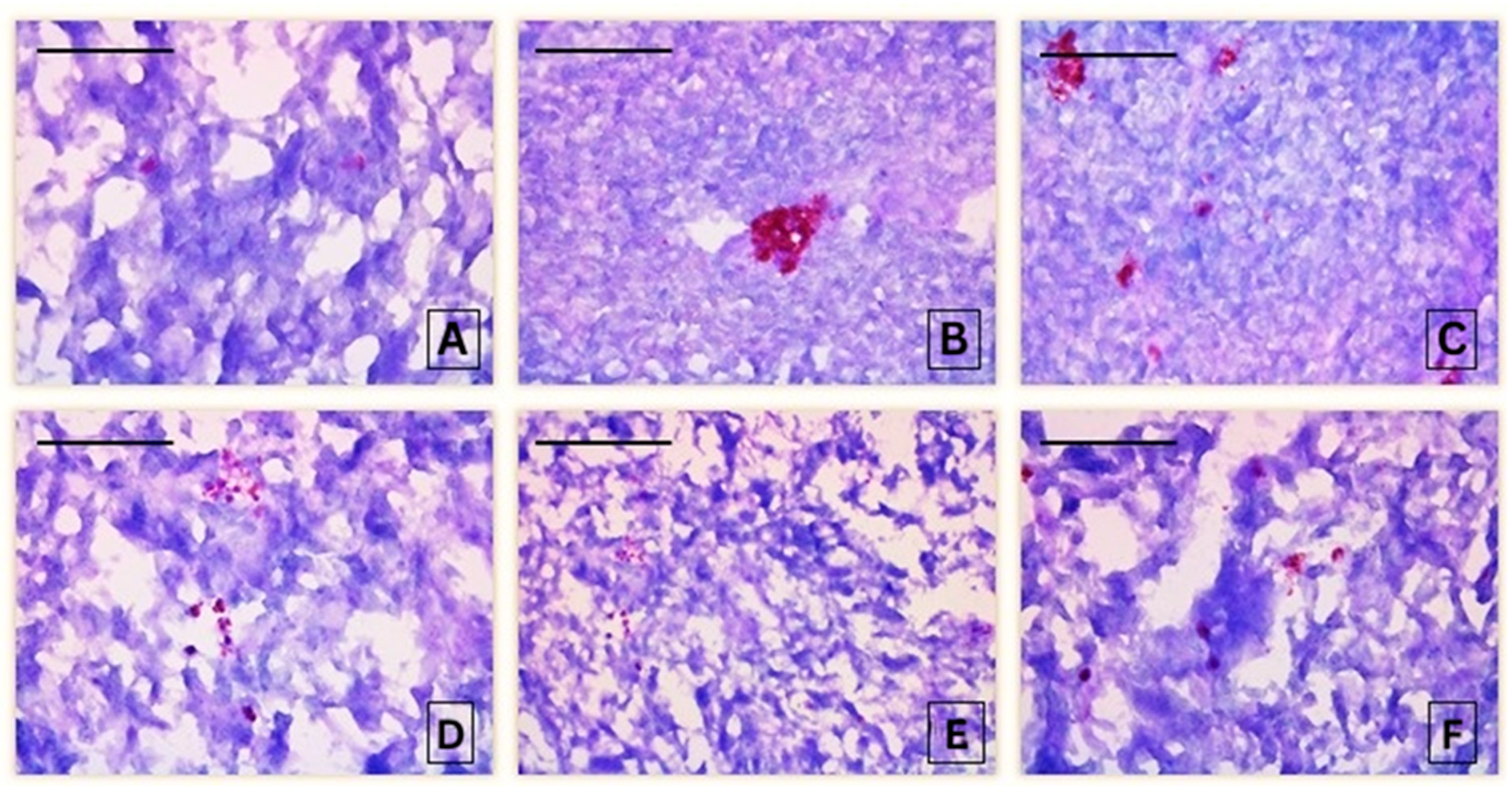 Jox 16 00019 g005 Jox 16 00019 g005