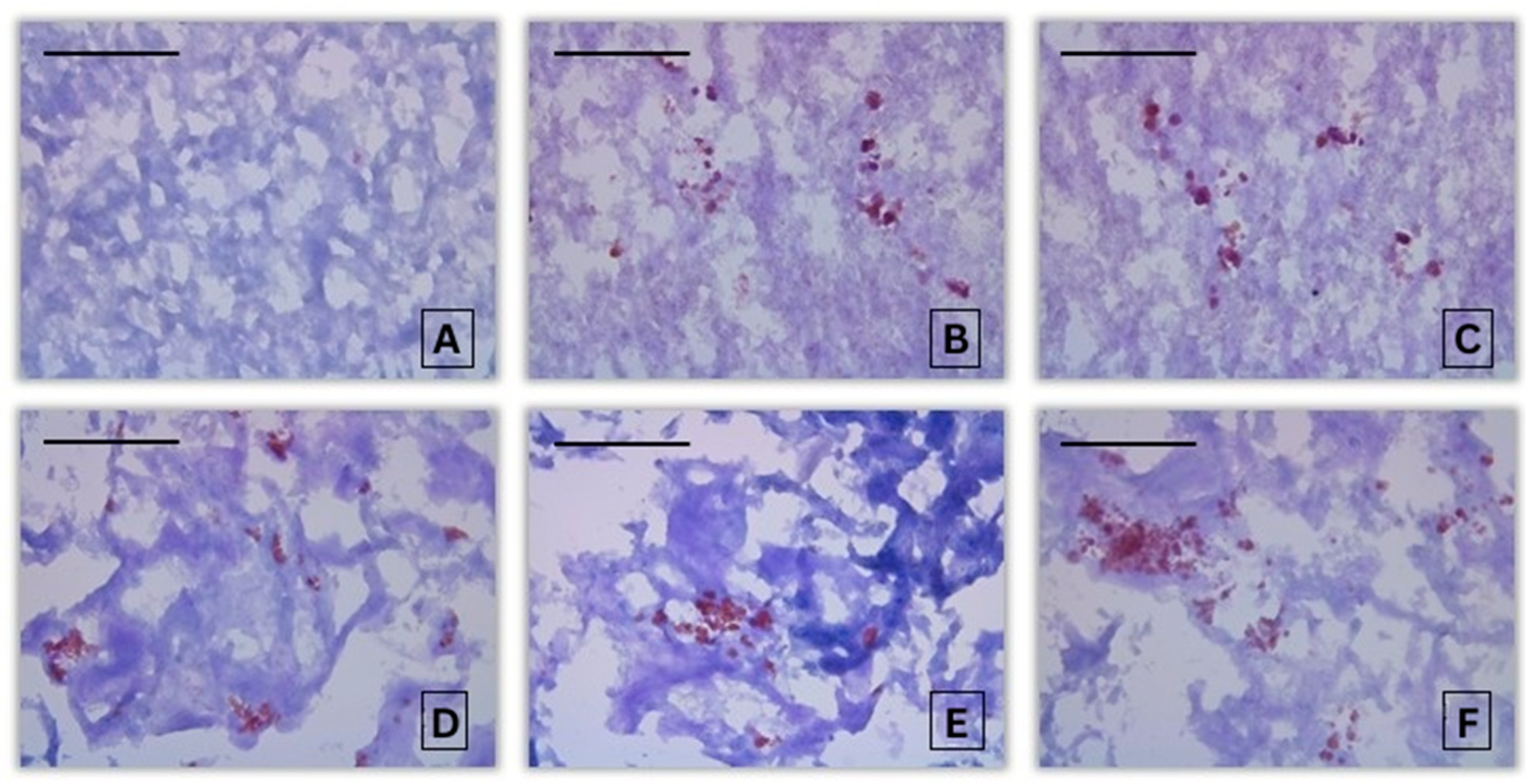 Jox 16 00019 g006 Jox 16 00019 g006