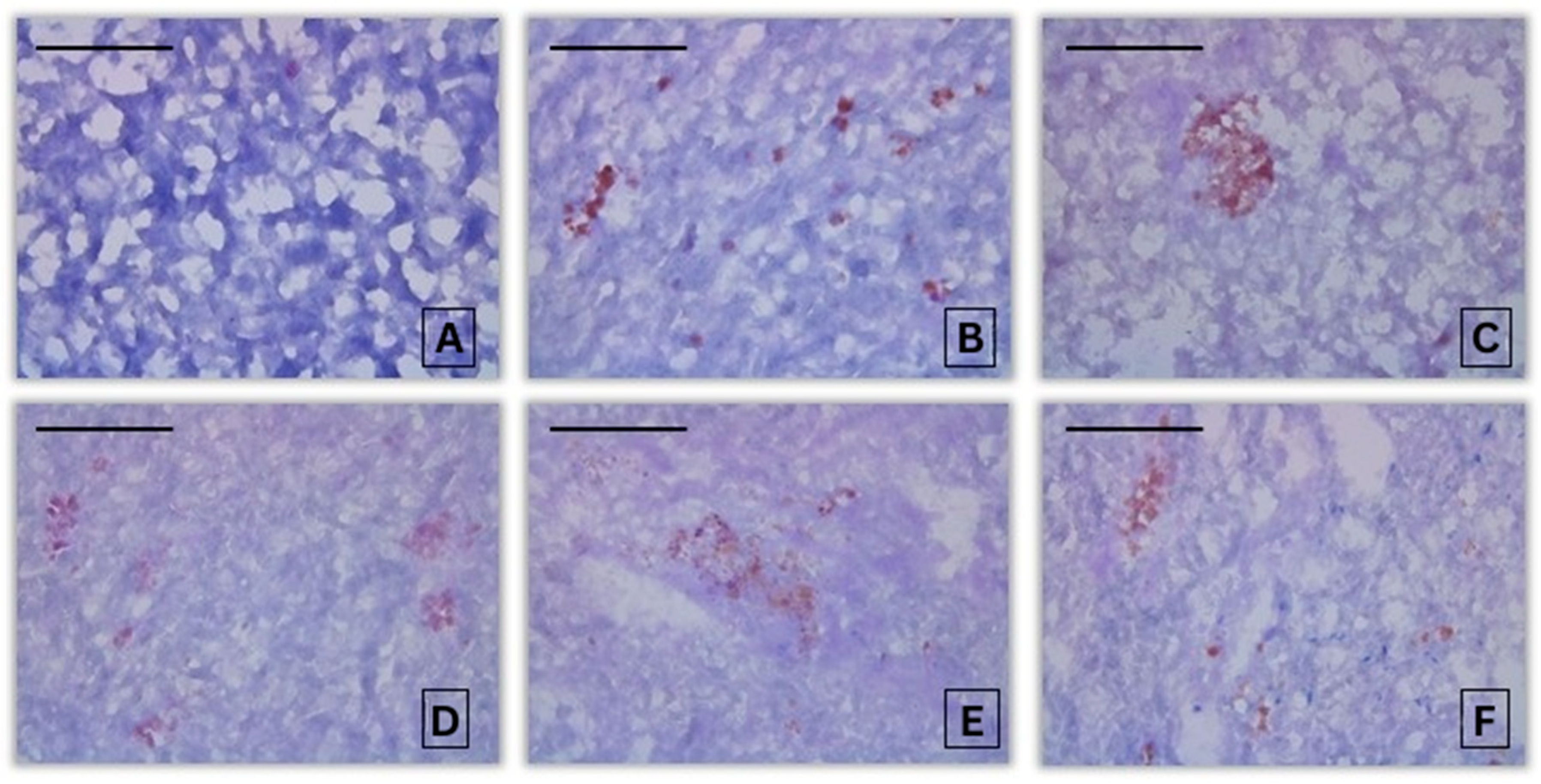 Jox 16 00019 g007 Jox 16 00019 g007