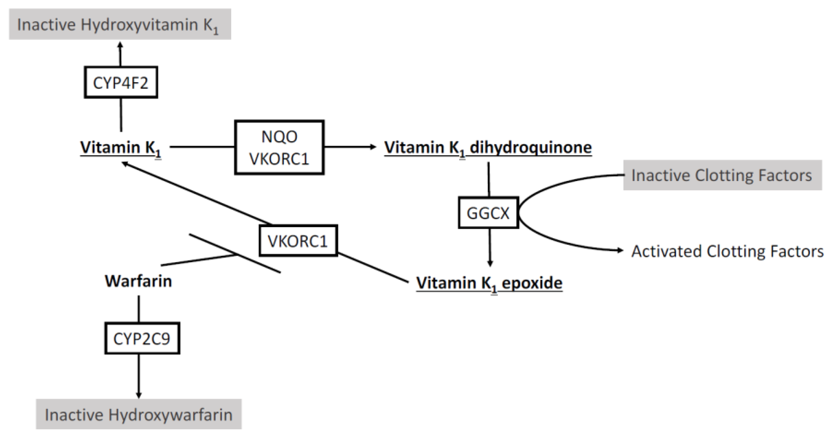 Jpm Free Full Text Pharmacogenomics Guided Personalization Of