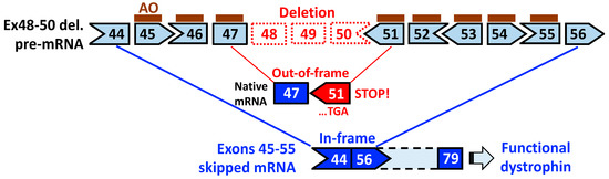 Multiple Exon Skipping in the Duchenne Muscular Dystrophy Hot Spots ...