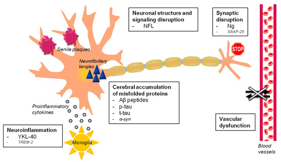 PDF) Blood Biomarkers of Alzheimer's Disease and Cognition: A Literature  Review.