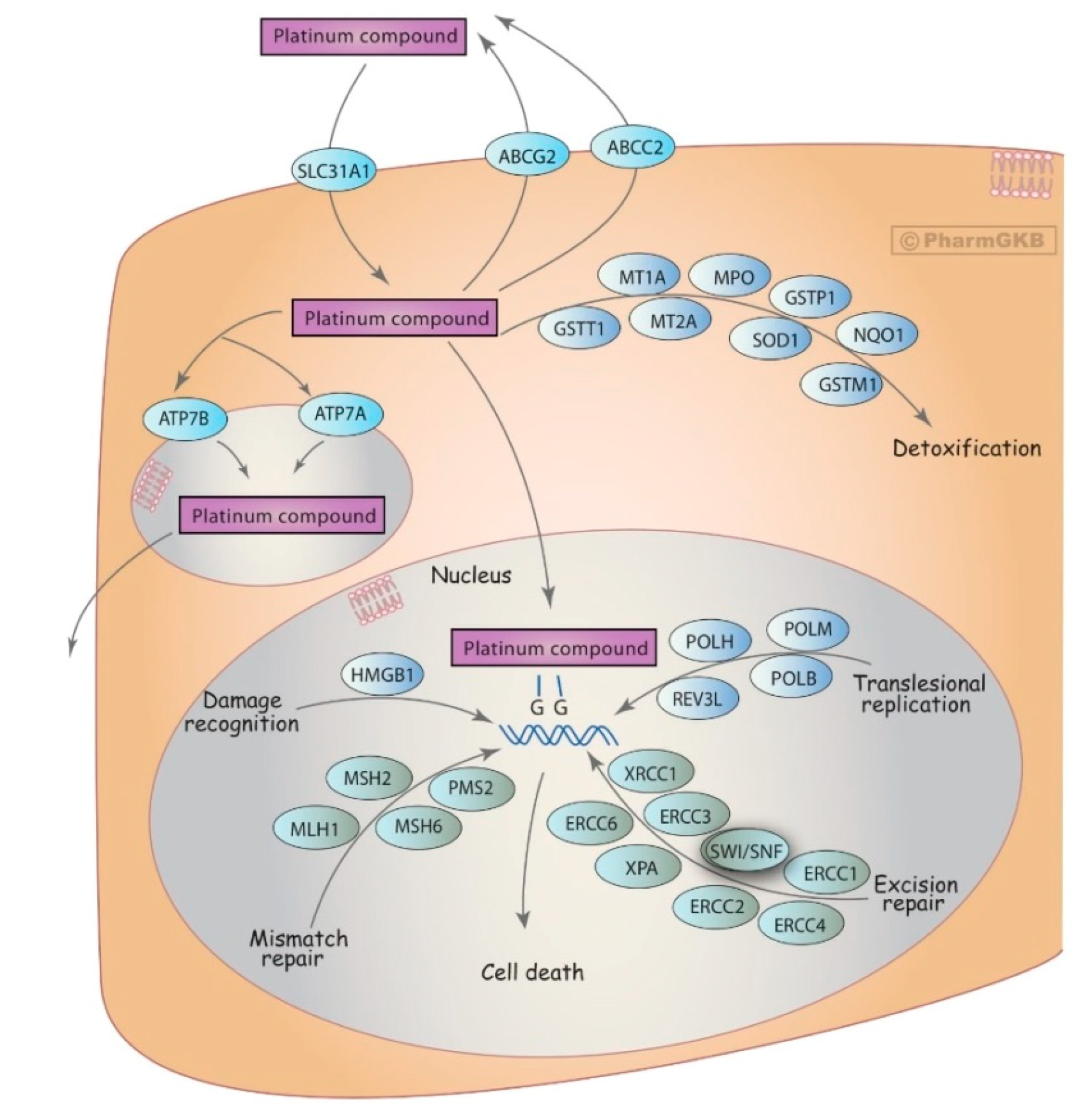 Jpm 10 00237 g002 Jpm 10 00237 g002