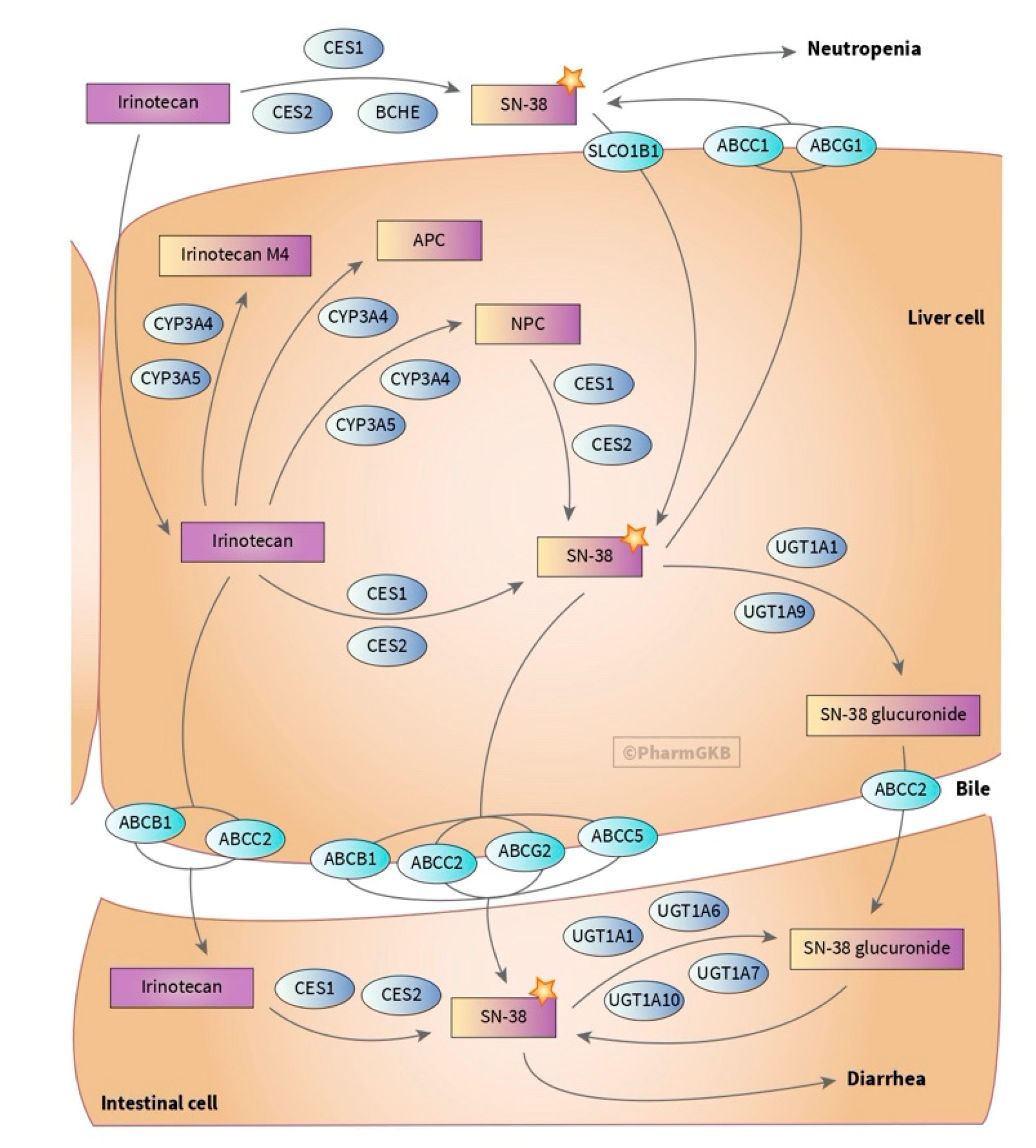 Jpm 10 00237 g003 Jpm 10 00237 g003